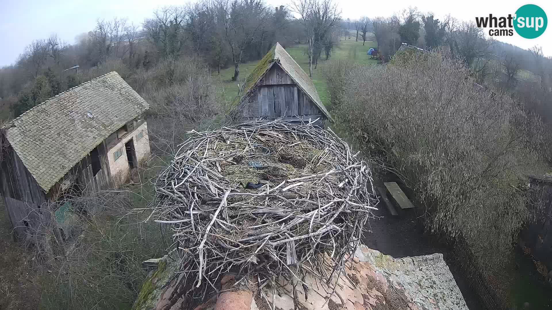 Pueblo europeo de cigüeñas camera en vivo Parque Natural Lonjsko polje