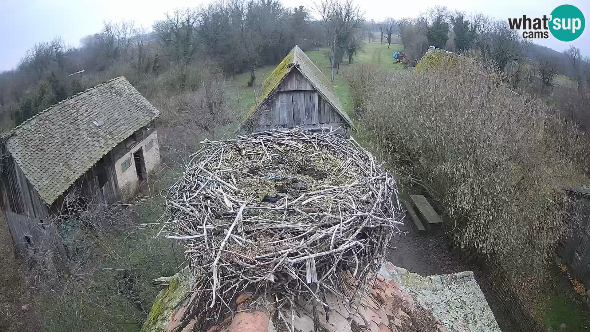 Evropska vas štorklje – Krajinski park Lonjsko polje spletna kamera