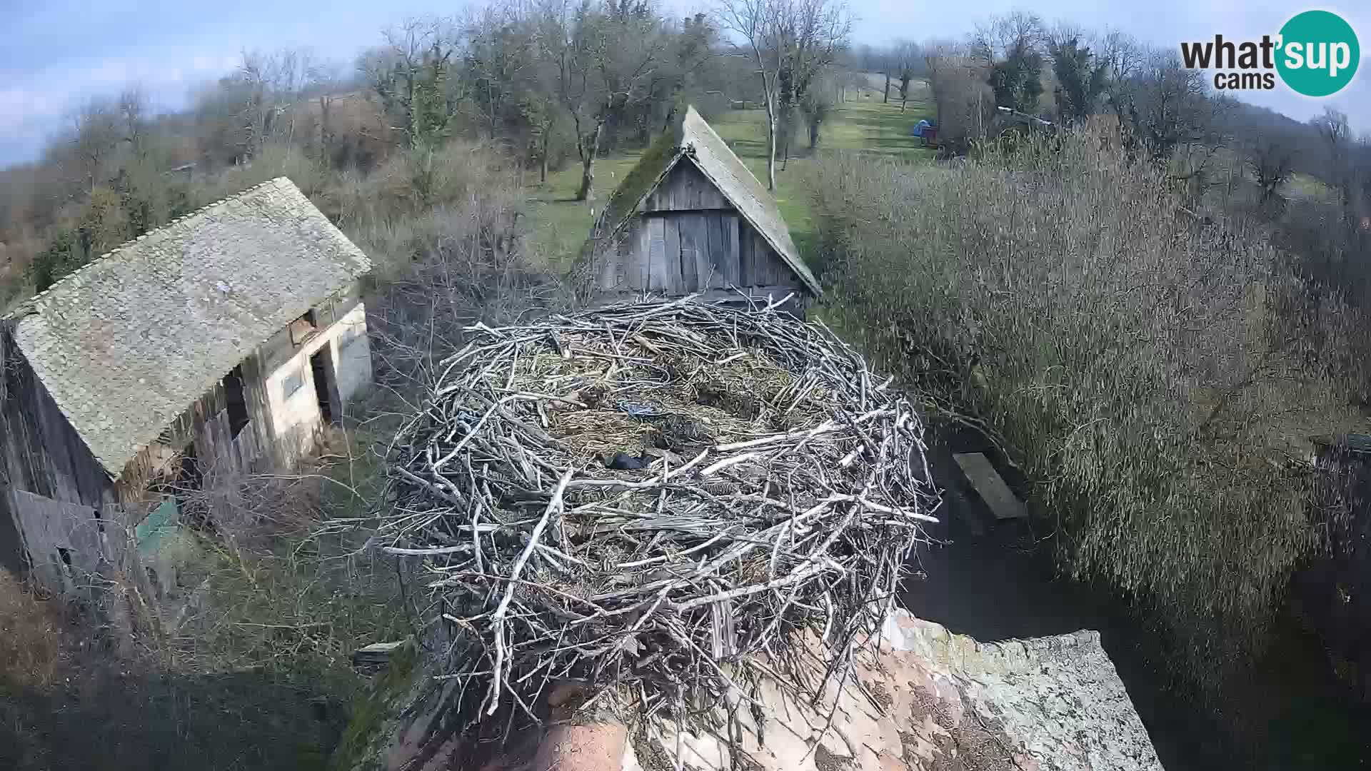 Webcam Europäisches Storchendorf – Naturpark Lonjsko polje