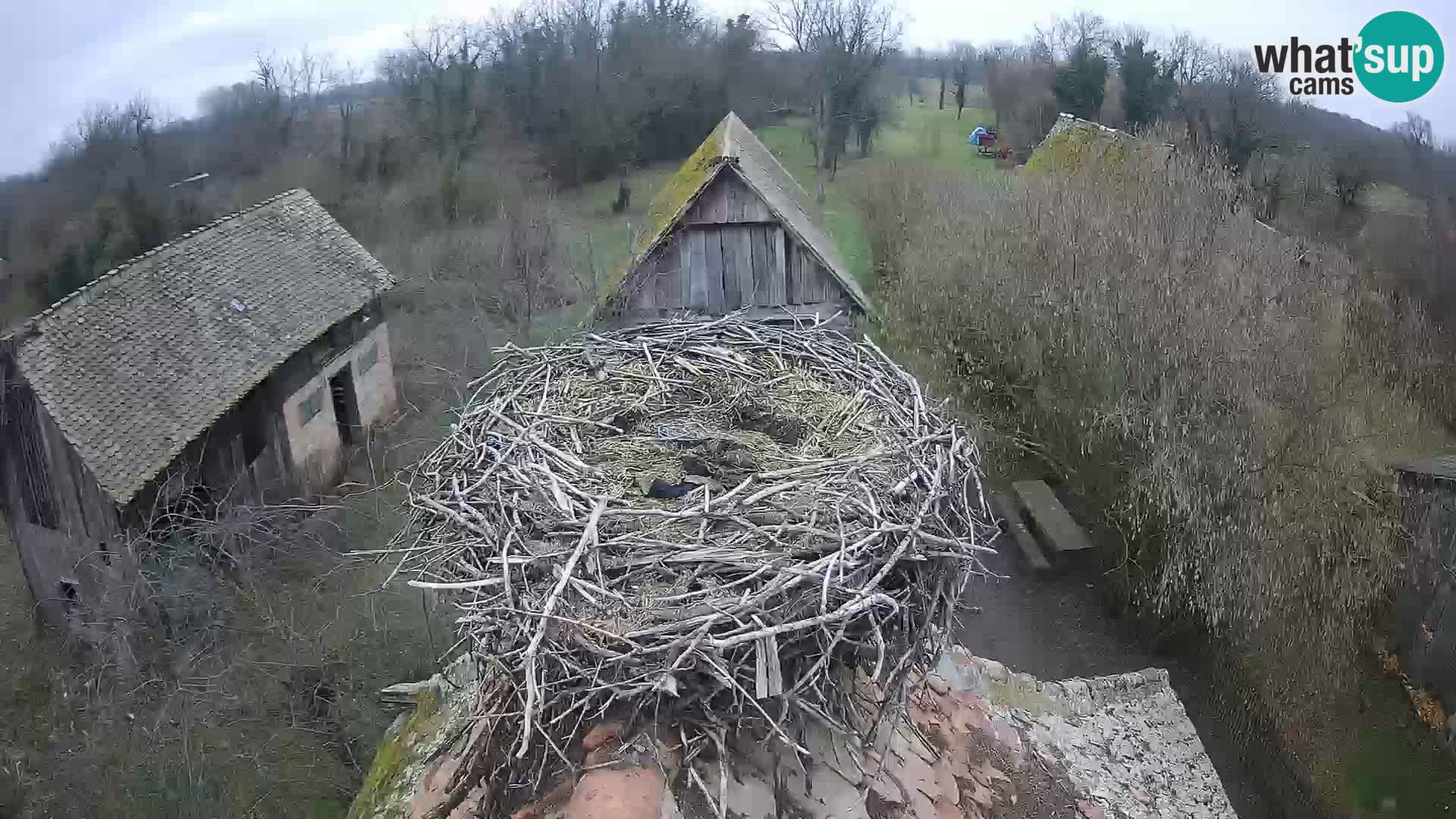 U živo Europsko selo roda – Park prirode Lonjsko polje
