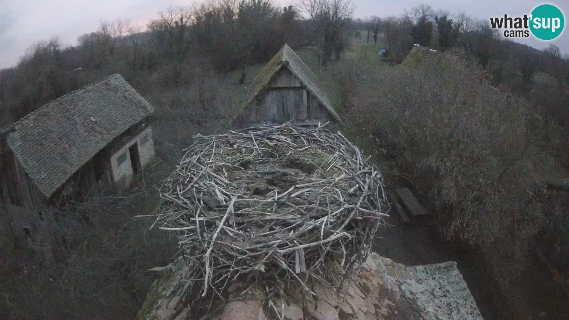 Village européen de cigognes webcam Parc naturel de Lonjsko polje