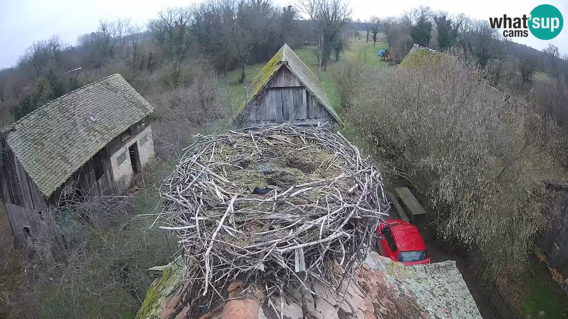 Evropska vas štorklje – Krajinski park Lonjsko polje spletna kamera
