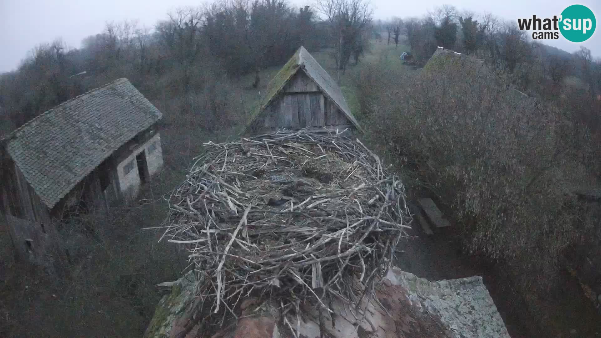 Villaggio delle cicogne europee webcam Parco naturale di Lonjsko polje