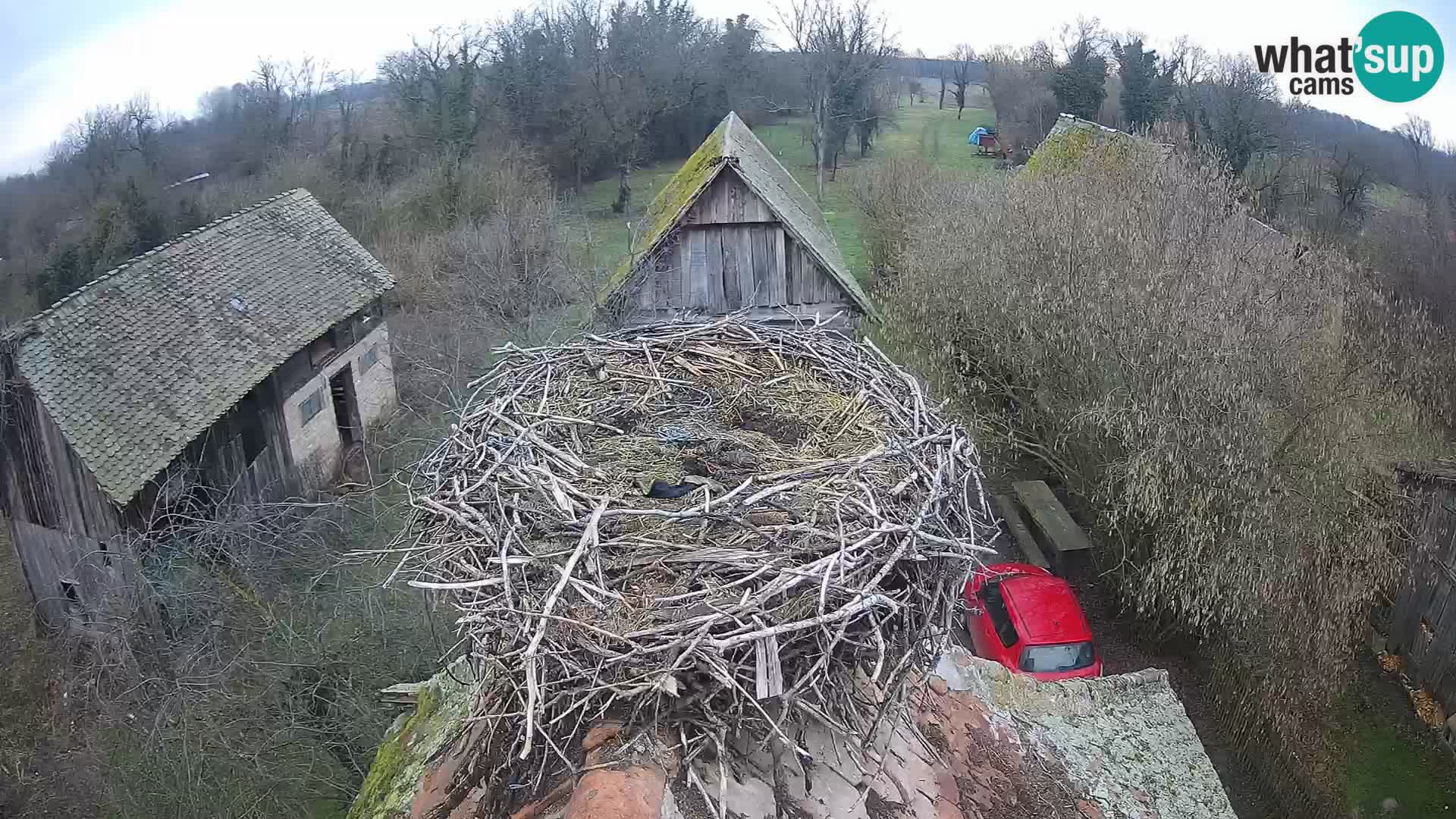Village européen de cigognes webcam Parc naturel de Lonjsko polje