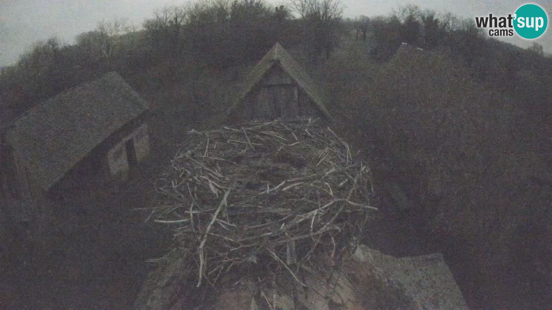 Webcam Europäisches Storchendorf – Naturpark Lonjsko polje
