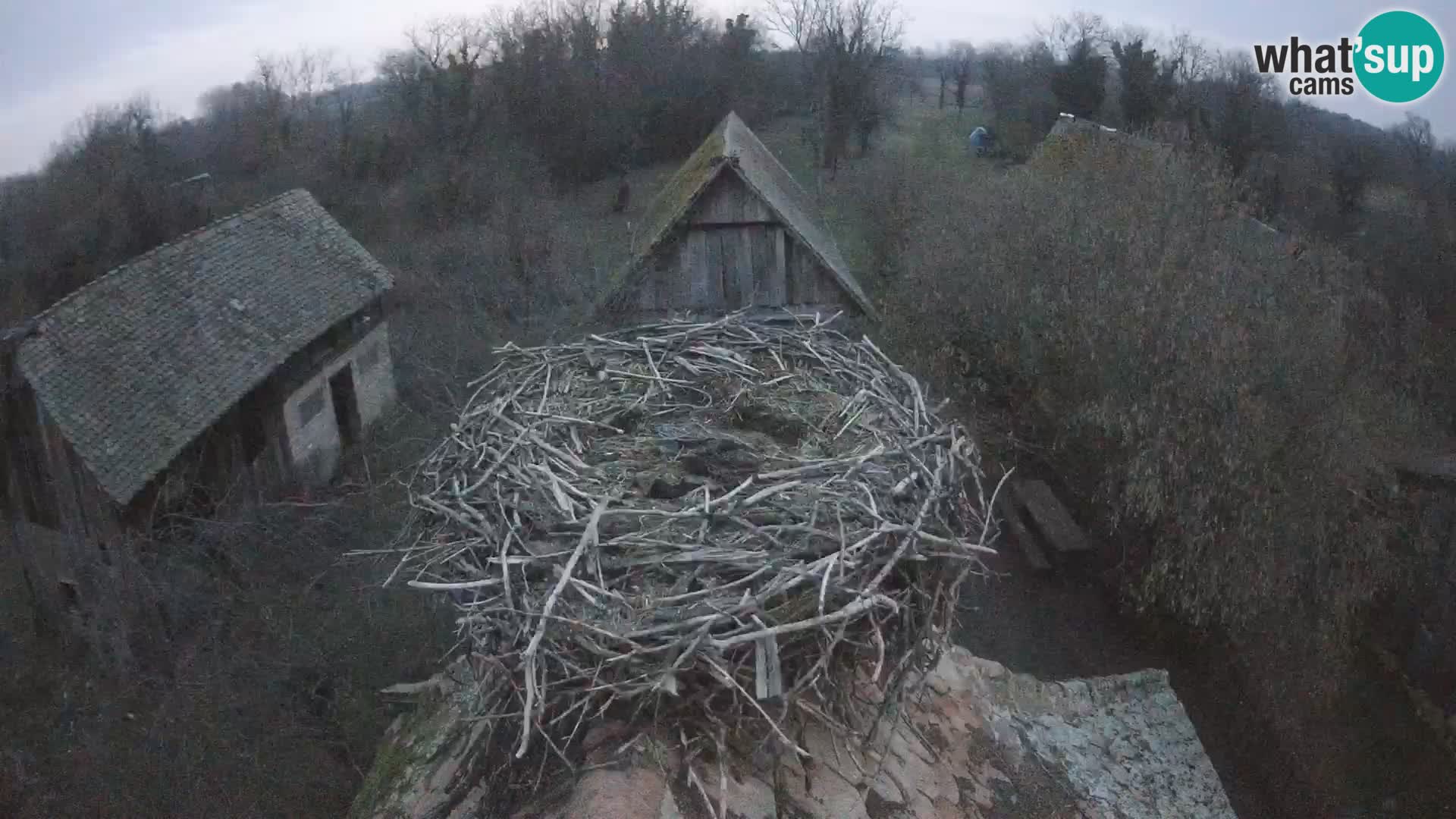 Webcam Europäisches Storchendorf – Naturpark Lonjsko polje