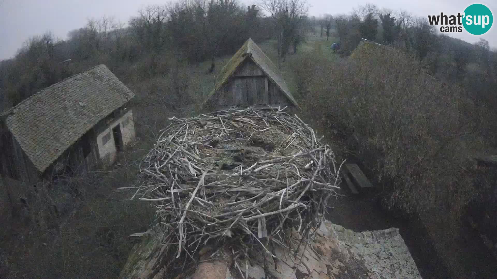 Webcam Europäisches Storchendorf – Naturpark Lonjsko polje