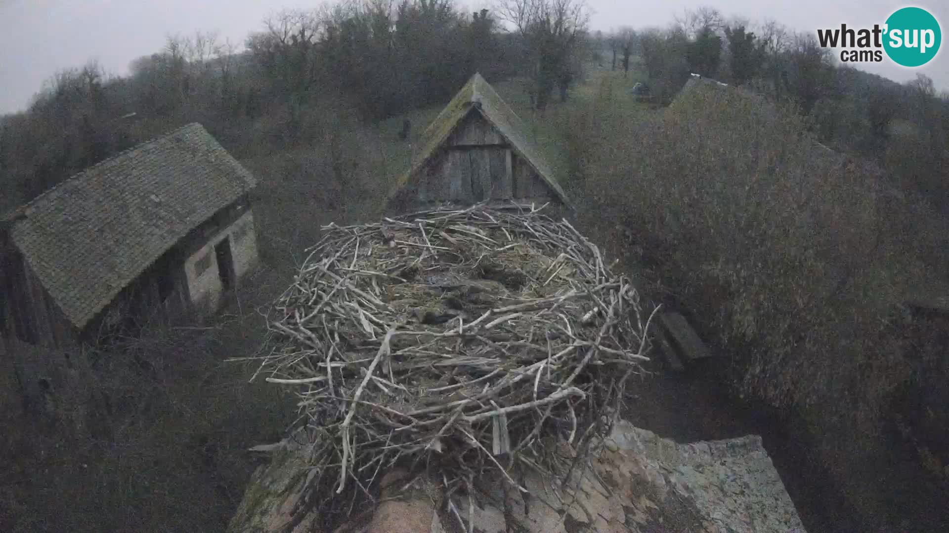 Village européen de cigognes webcam Parc naturel de Lonjsko polje