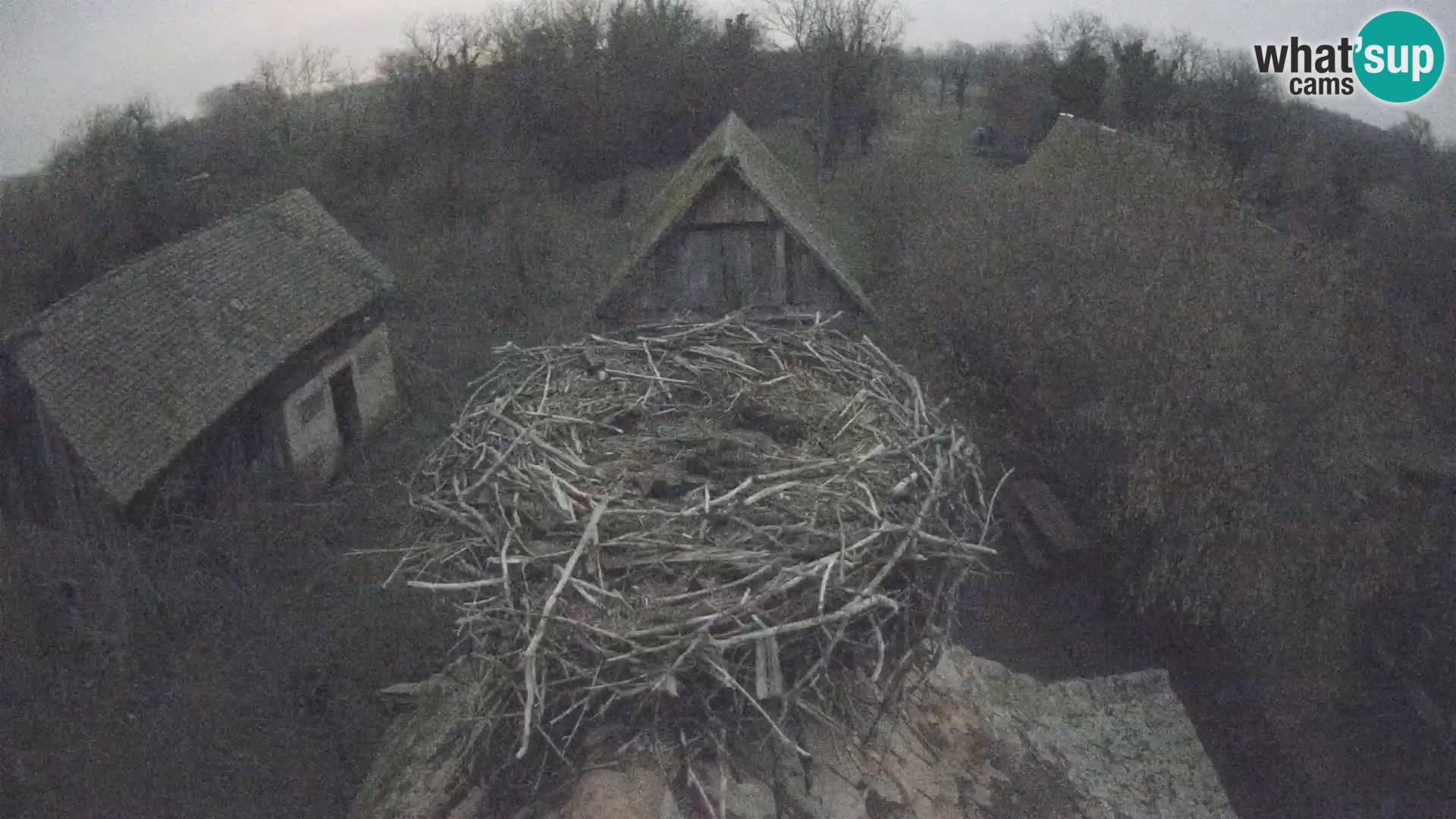Webcam Europäisches Storchendorf – Naturpark Lonjsko polje