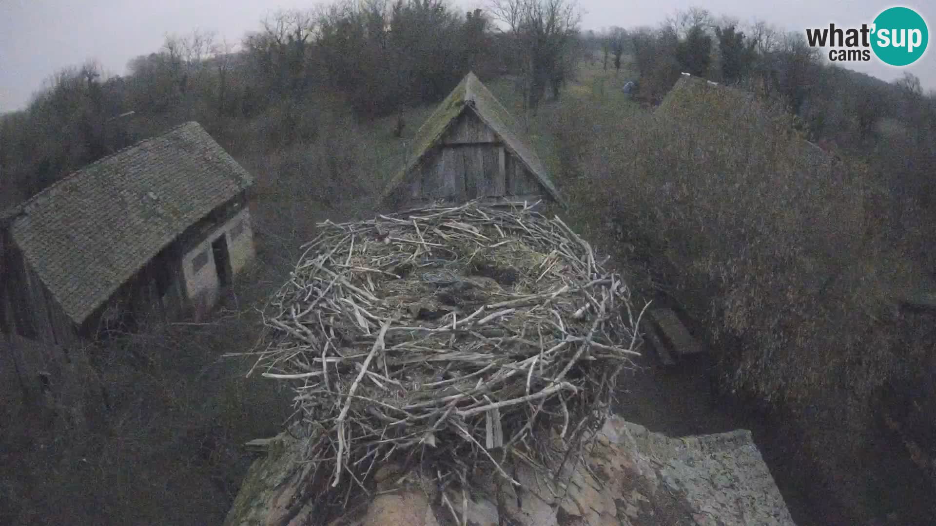 Villaggio delle cicogne europee webcam Parco naturale di Lonjsko polje