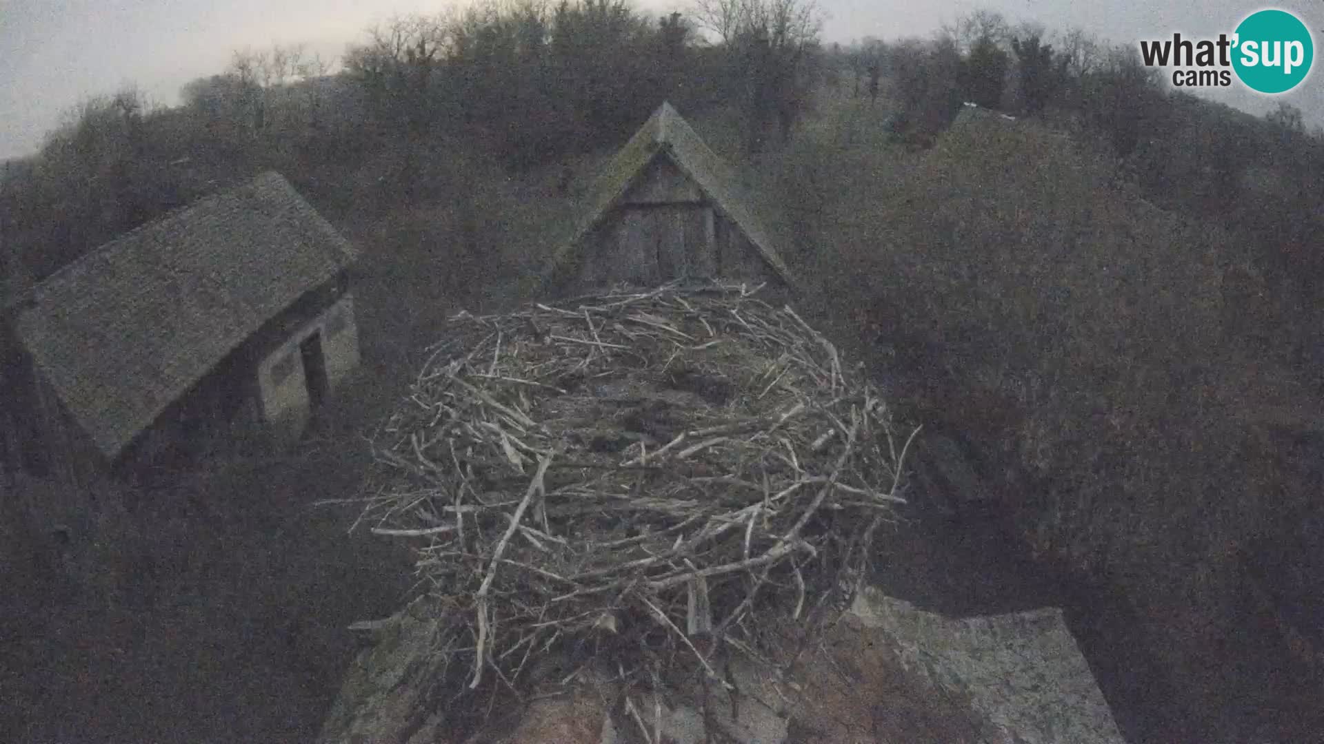 Villaggio delle cicogne europee webcam Parco naturale di Lonjsko polje