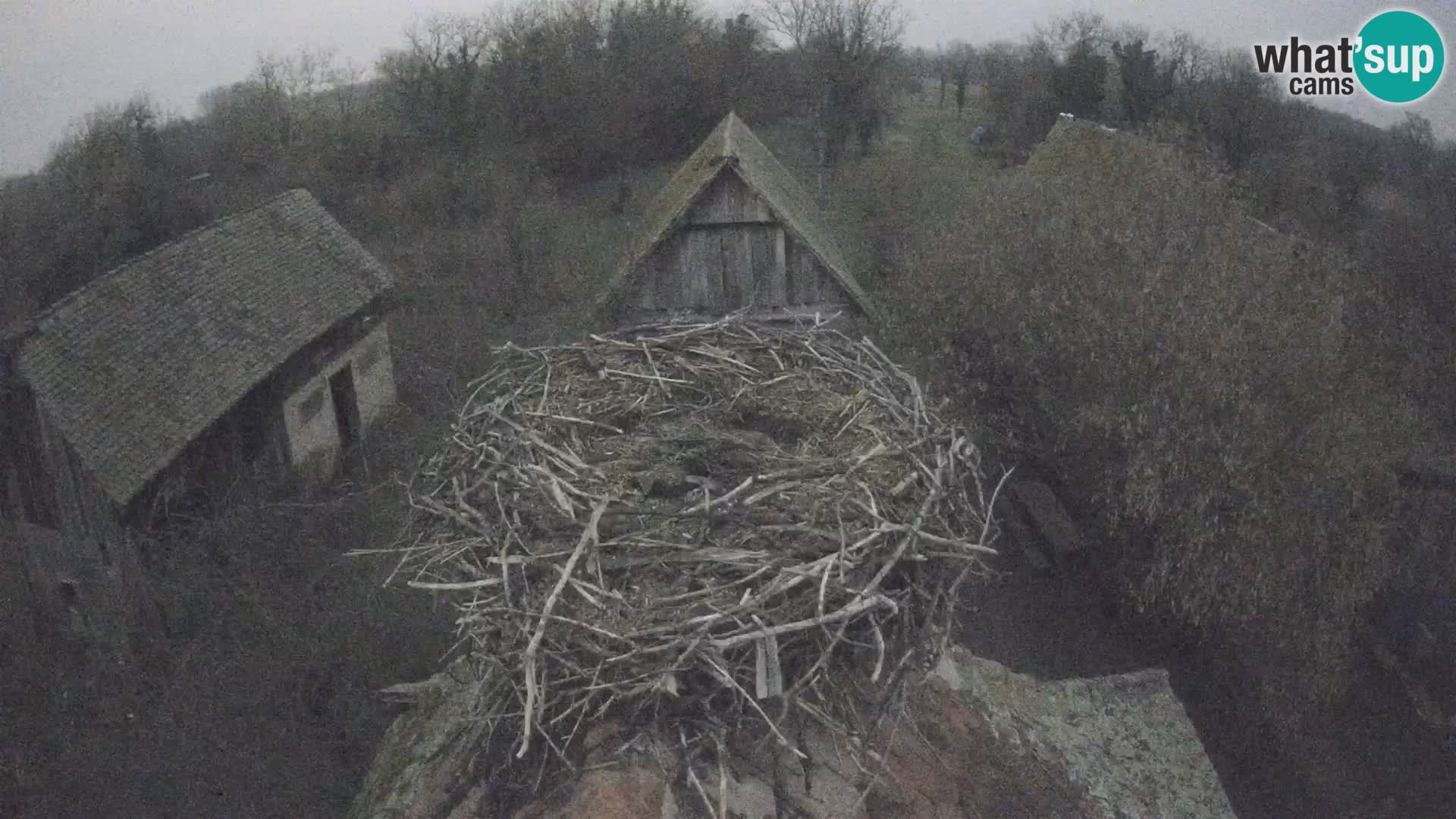 Evropska vas štorklje – Krajinski park Lonjsko polje spletna kamera