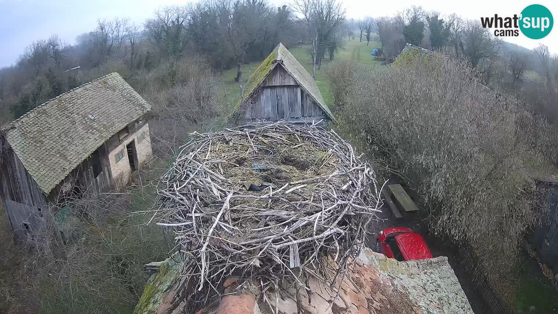 Webcam Europäisches Storchendorf – Naturpark Lonjsko polje