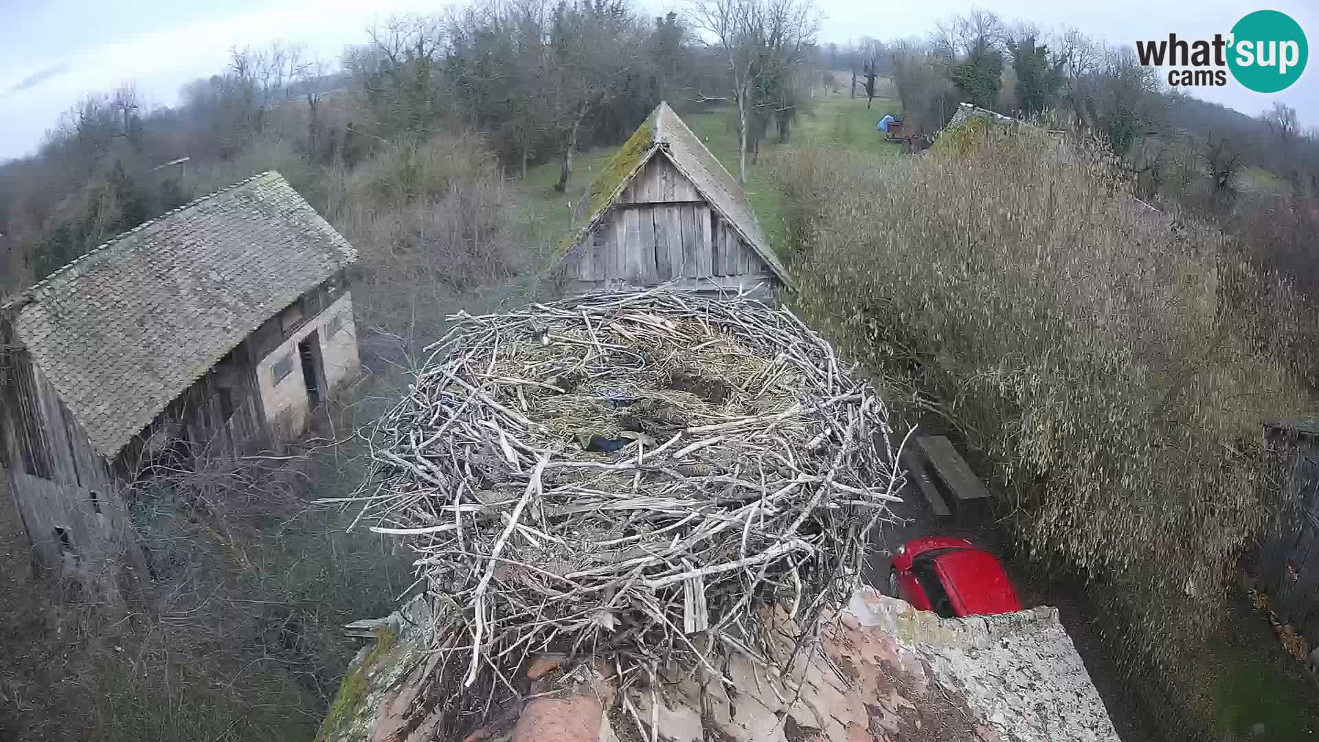 Village européen de cigognes webcam Parc naturel de Lonjsko polje