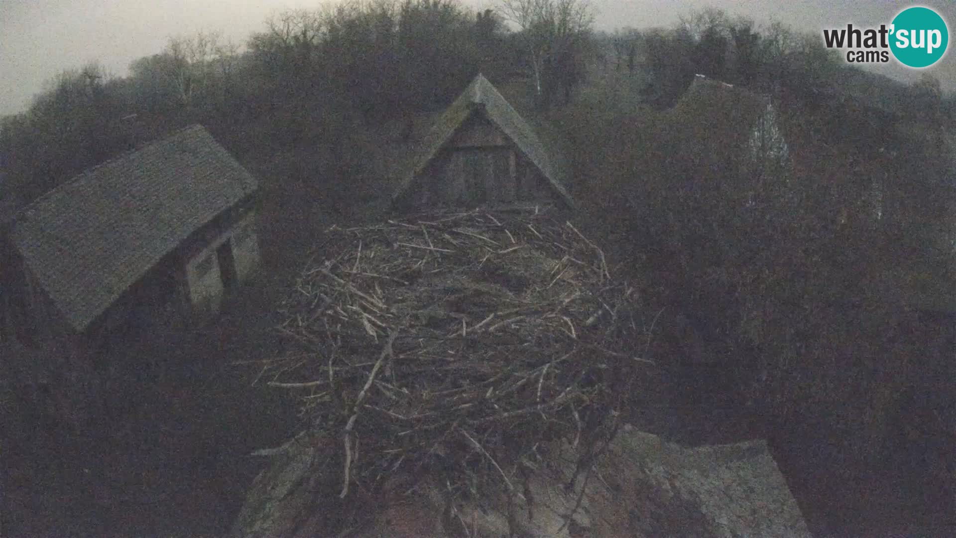 Pueblo europeo de cigüeñas camera en vivo Parque Natural Lonjsko polje