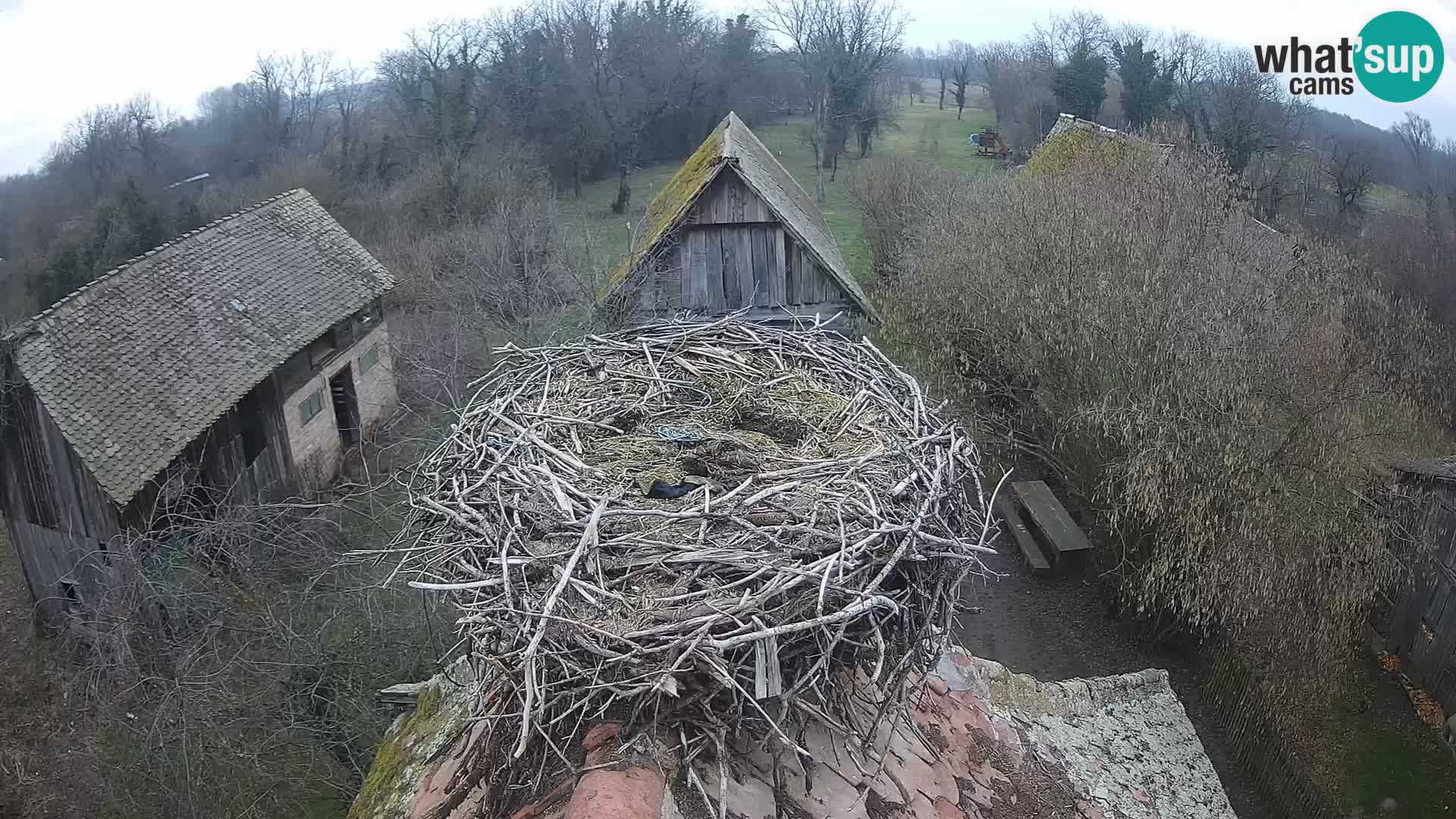 Live webcam European stork village – Lonjsko polje Nature Park