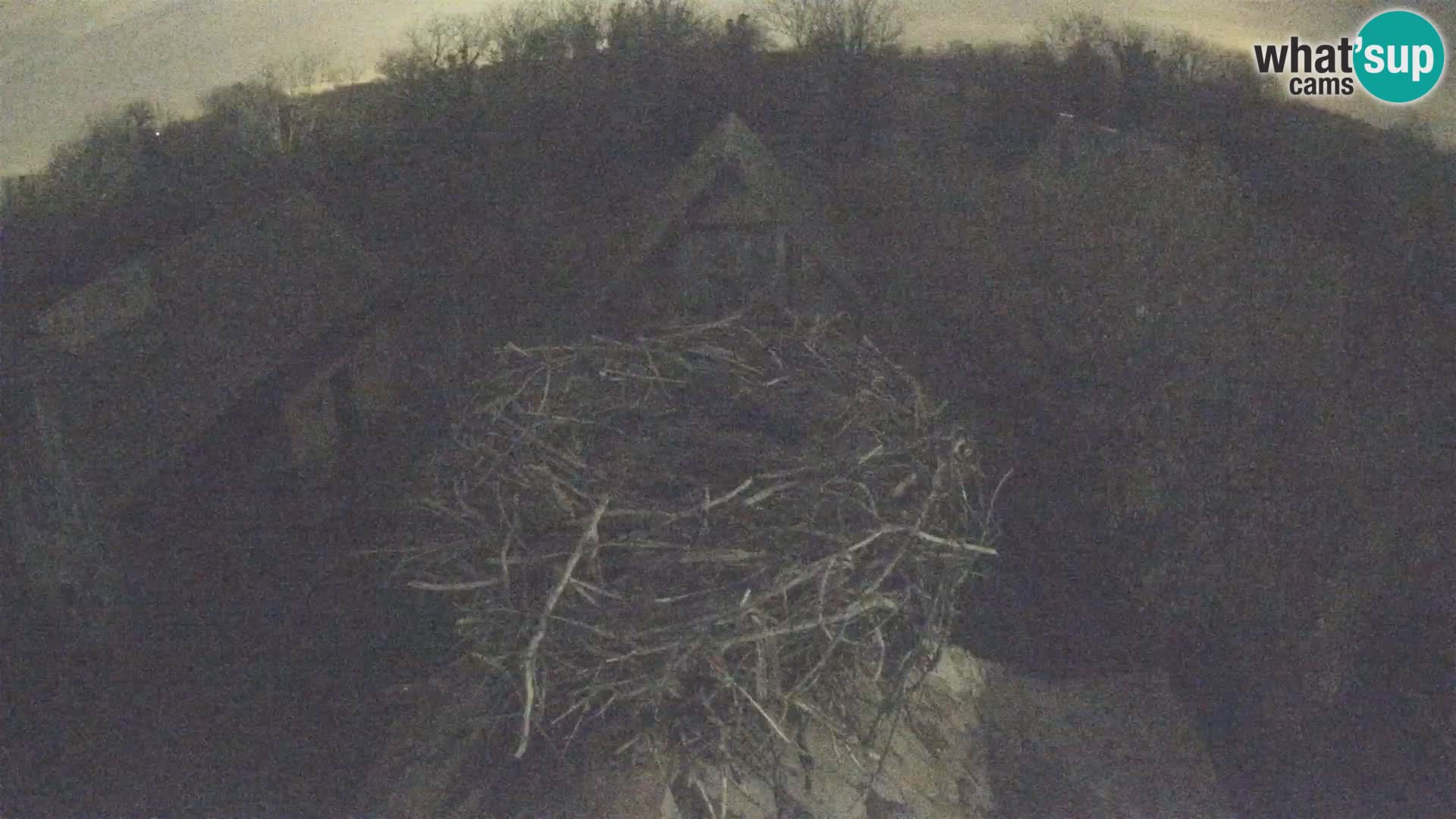 Village européen de cigognes webcam Parc naturel de Lonjsko polje