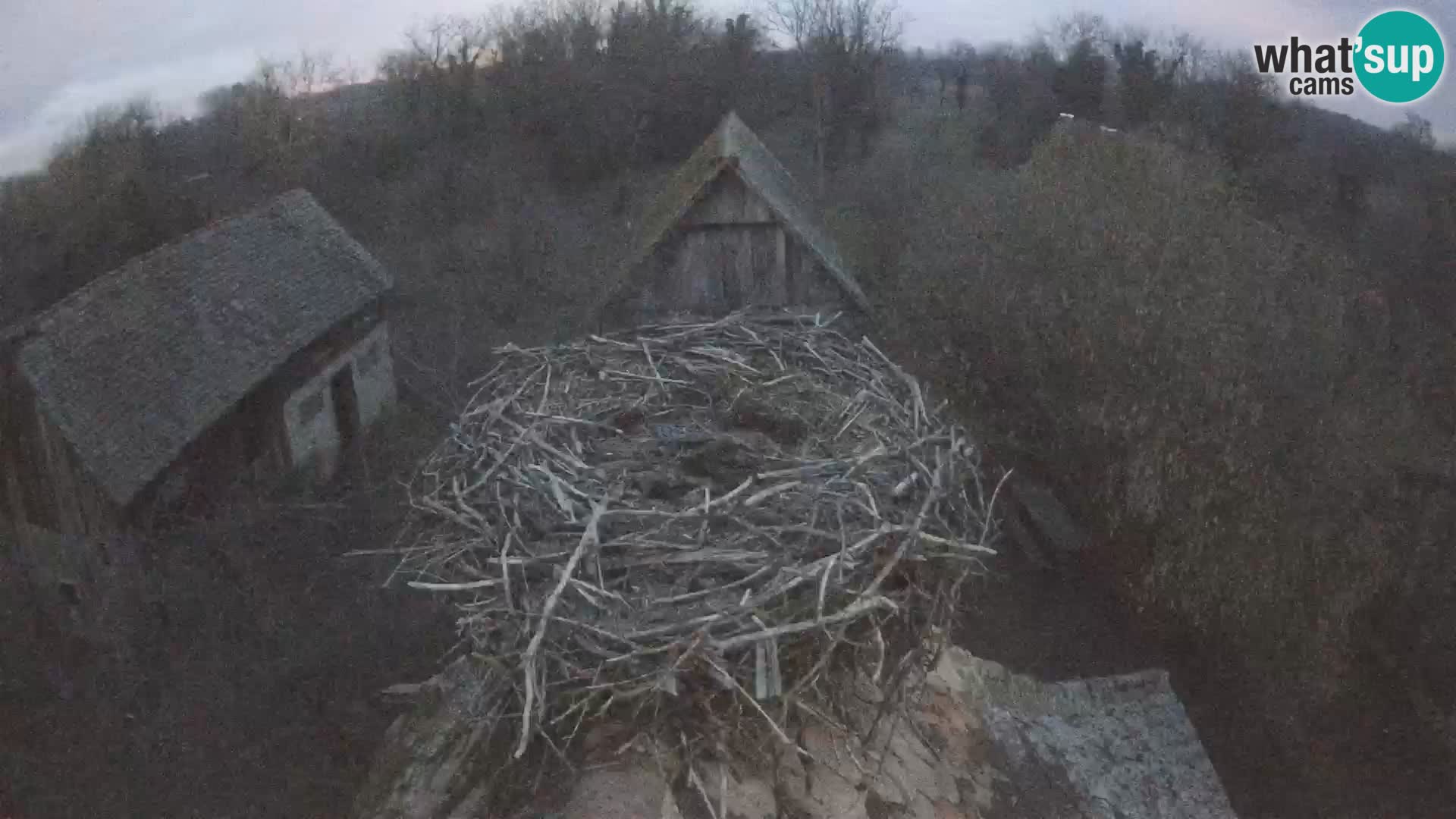 Pueblo europeo de cigüeñas camera en vivo Parque Natural Lonjsko polje