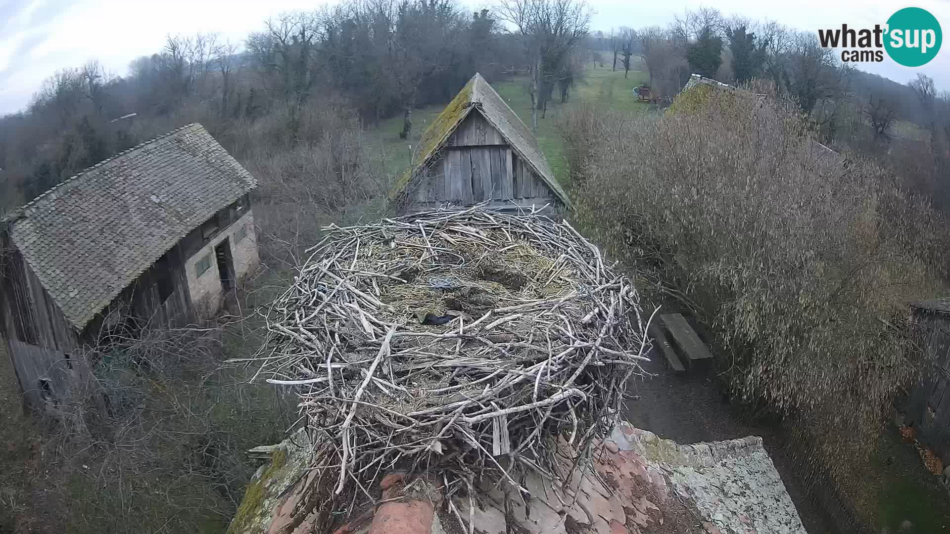 Villaggio delle cicogne europee webcam Parco naturale di Lonjsko polje