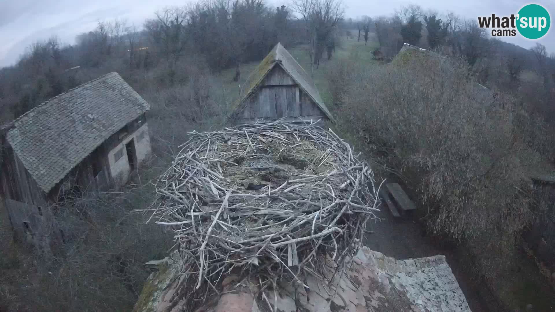 Webcam Europäisches Storchendorf – Naturpark Lonjsko polje