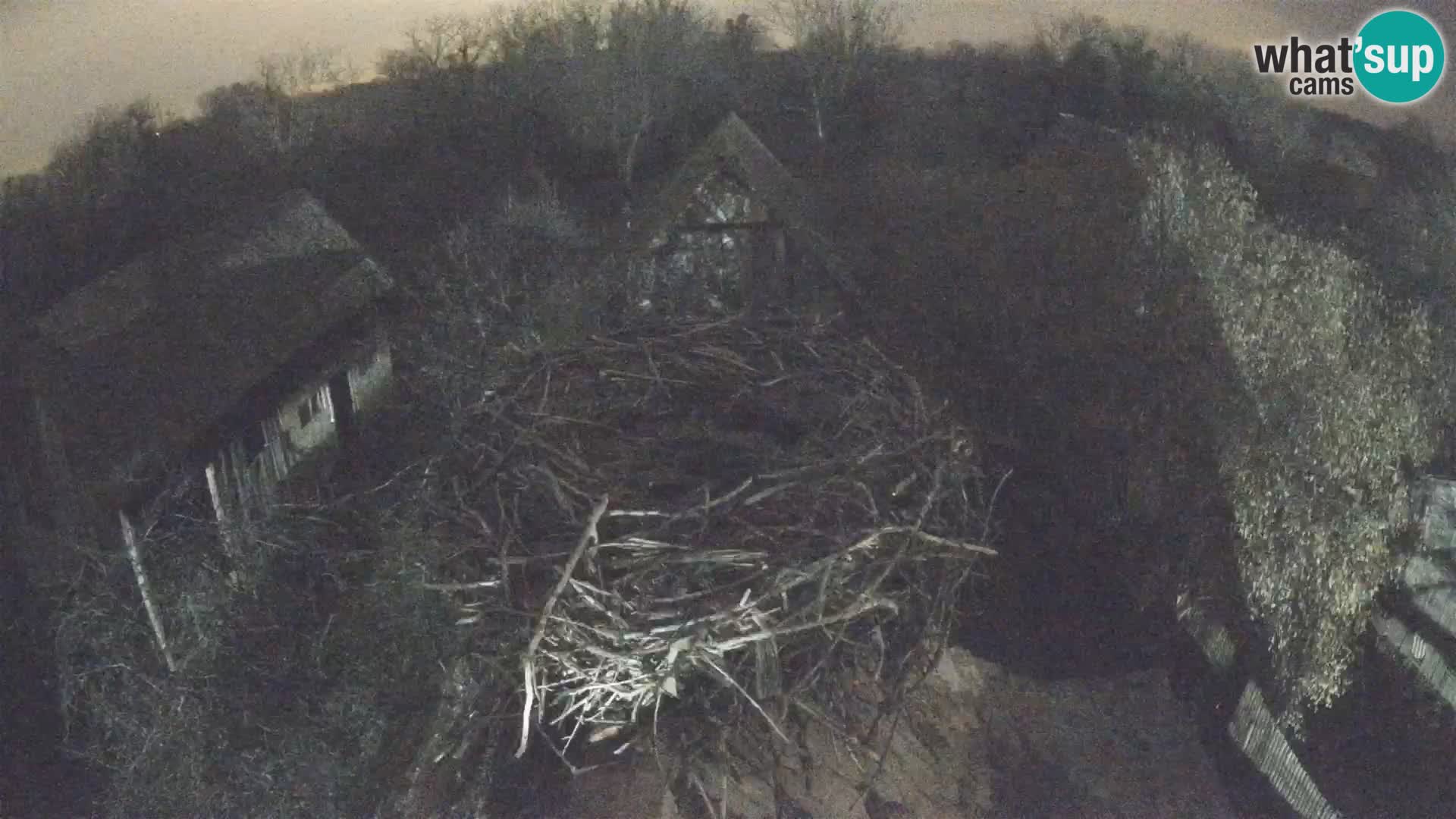 Villaggio delle cicogne europee webcam Parco naturale di Lonjsko polje