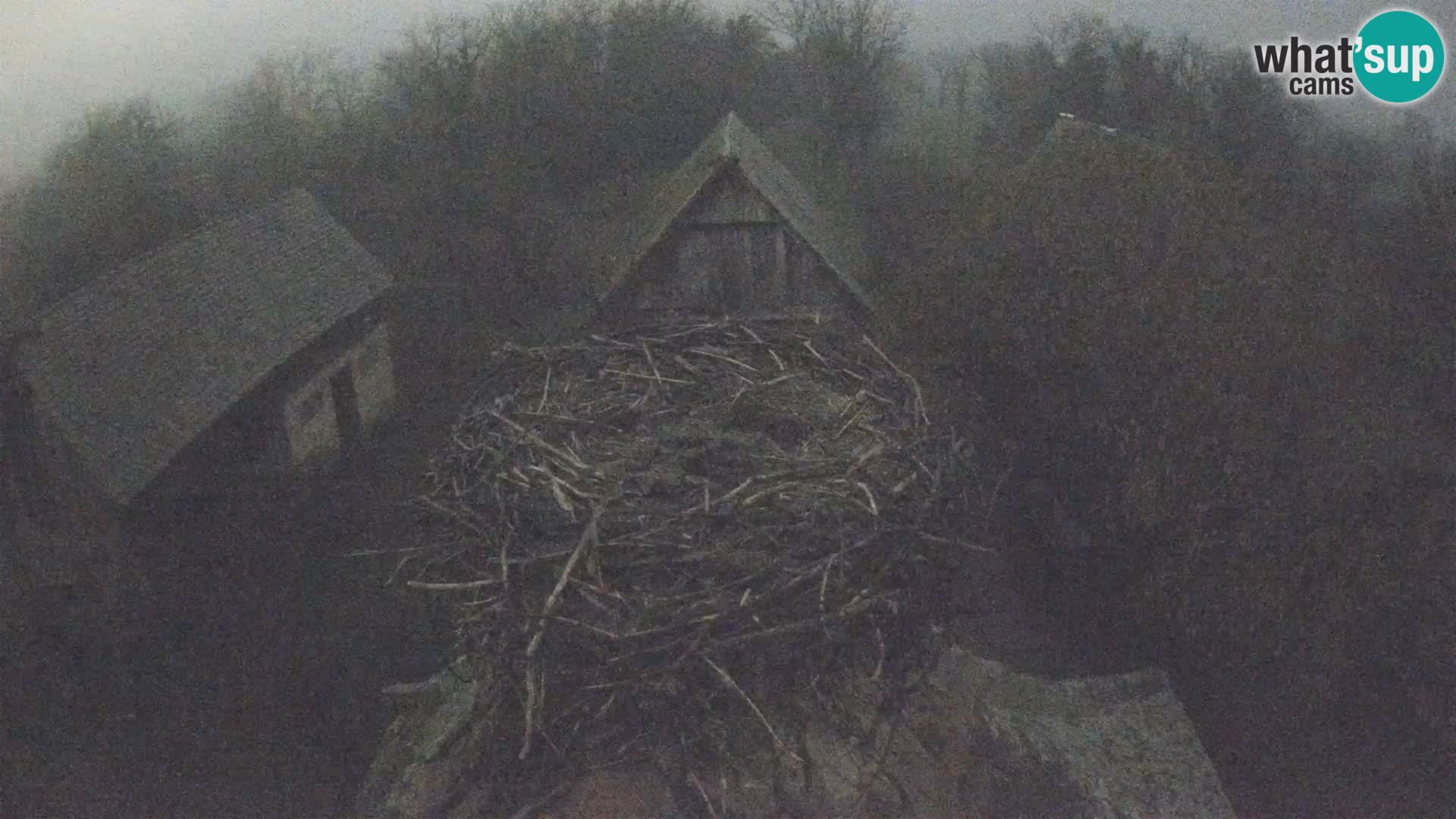 Pueblo europeo de cigüeñas camera en vivo Parque Natural Lonjsko polje