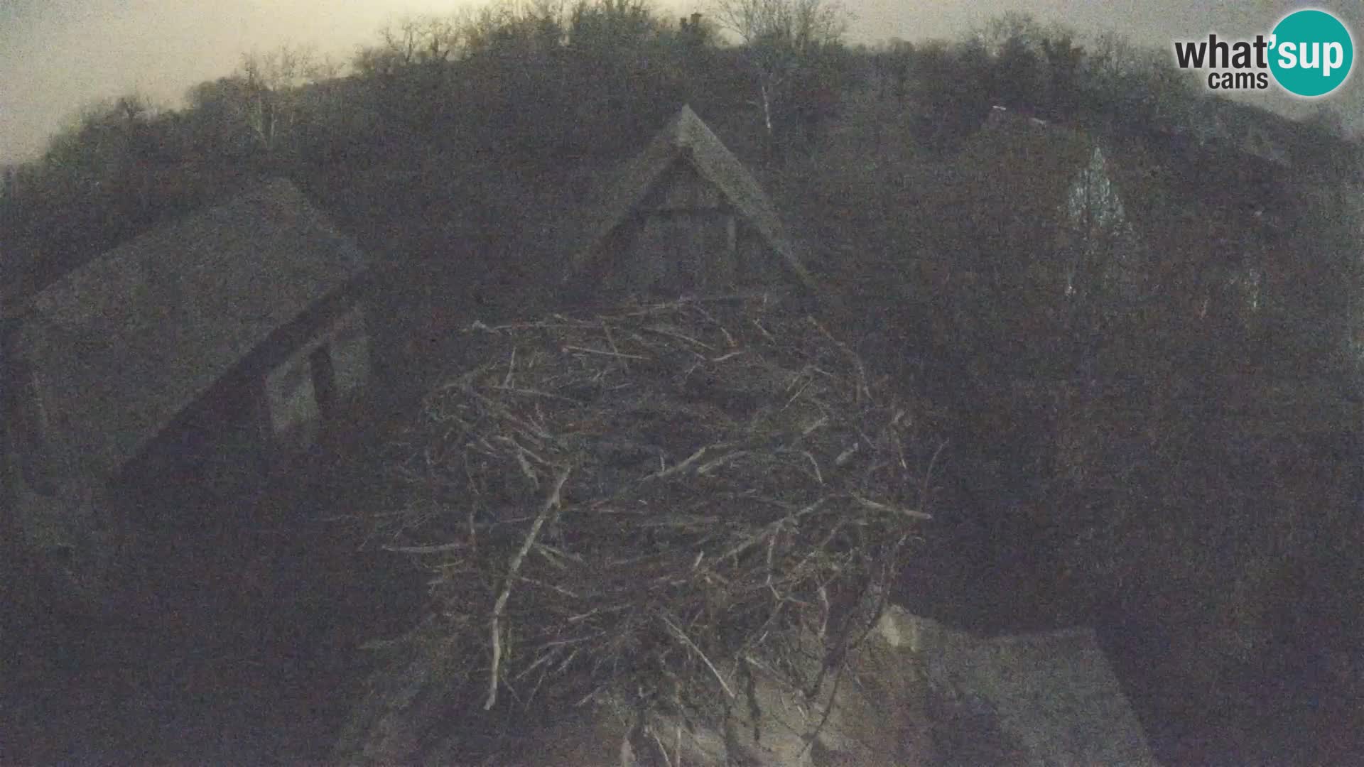 Pueblo europeo de cigüeñas camera en vivo Parque Natural Lonjsko polje