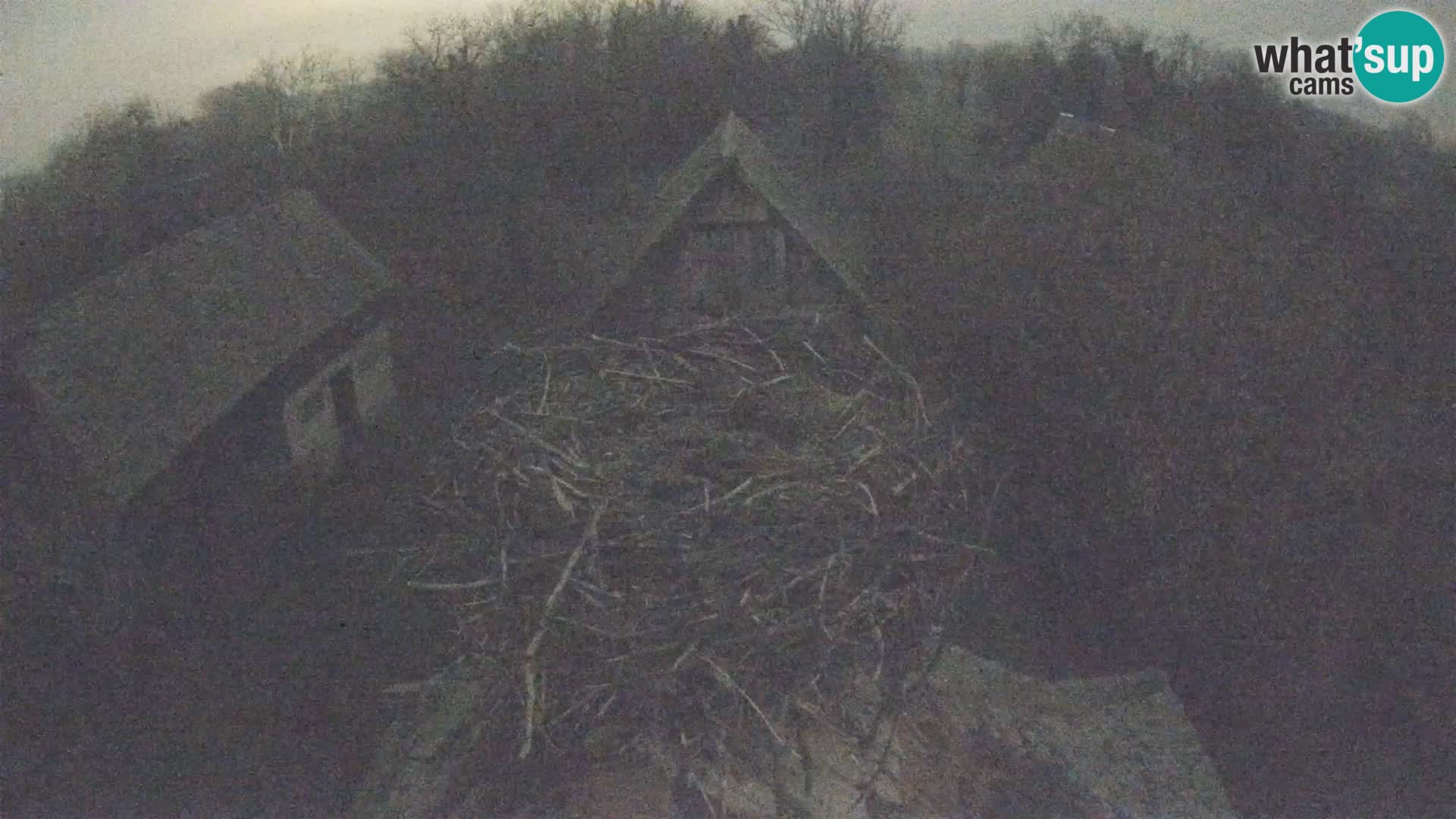 Villaggio delle cicogne europee webcam Parco naturale di Lonjsko polje