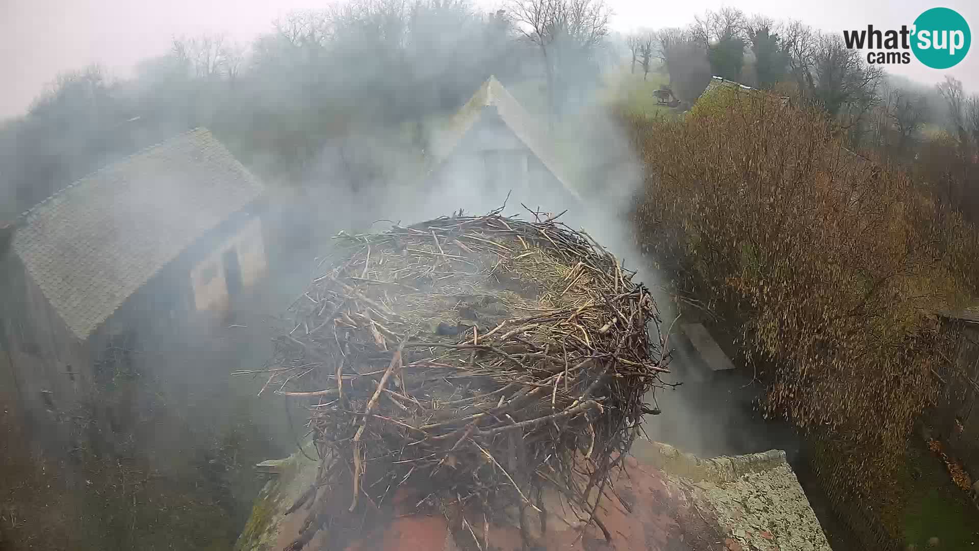 Webcam Europäisches Storchendorf – Naturpark Lonjsko polje