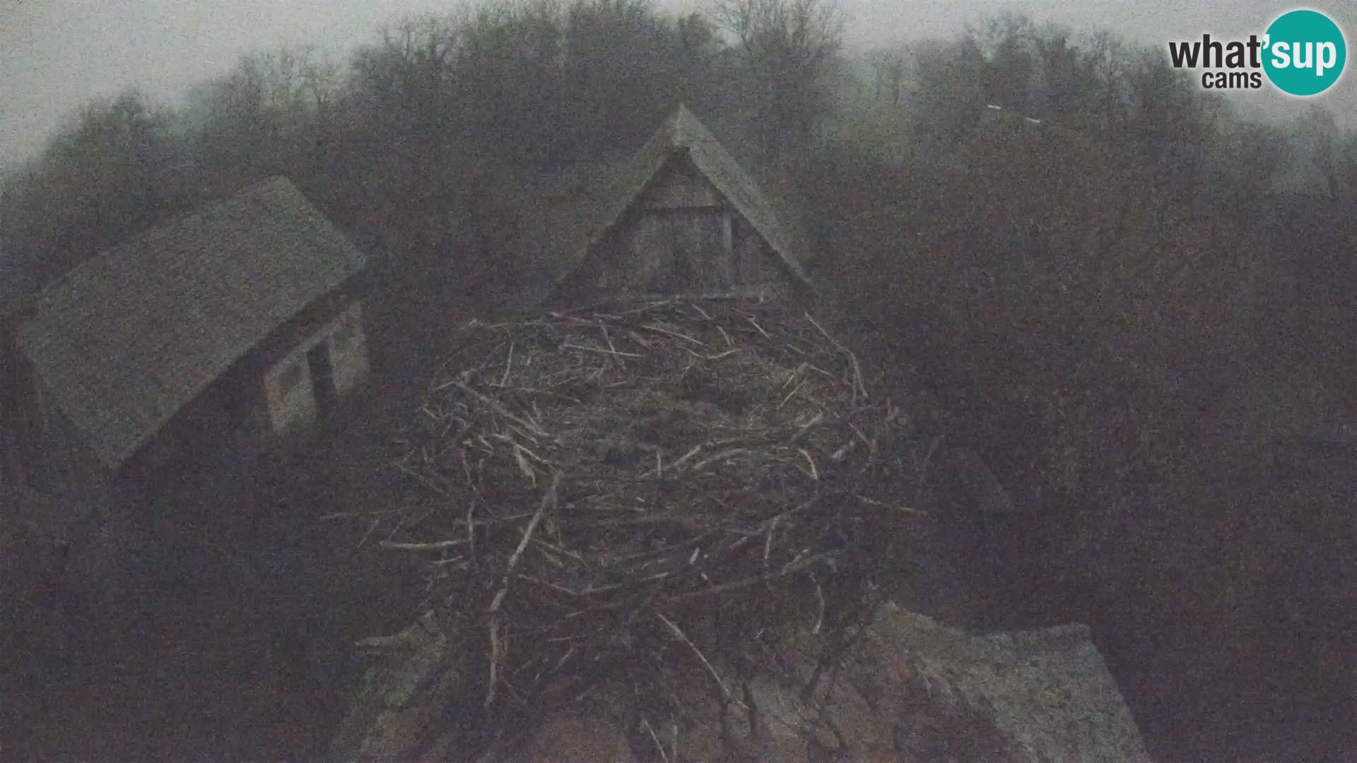 Villaggio delle cicogne europee webcam Parco naturale di Lonjsko polje