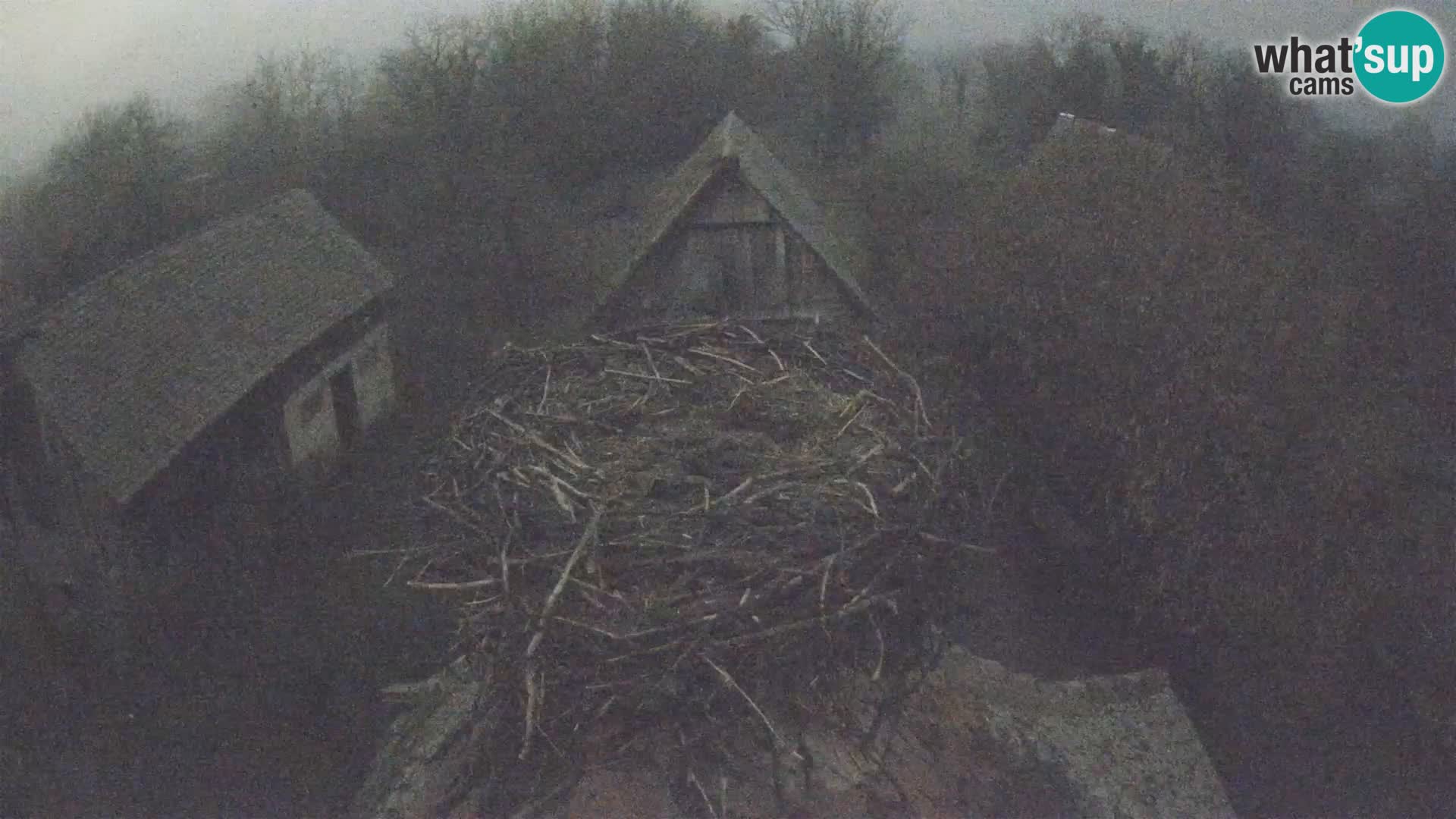 Pueblo europeo de cigüeñas camera en vivo Parque Natural Lonjsko polje