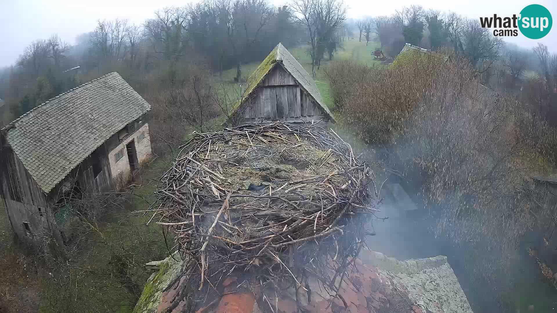 Webcam Europäisches Storchendorf – Naturpark Lonjsko polje