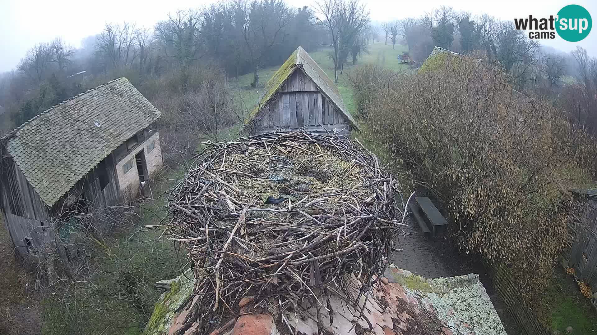 Villaggio delle cicogne europee webcam Parco naturale di Lonjsko polje