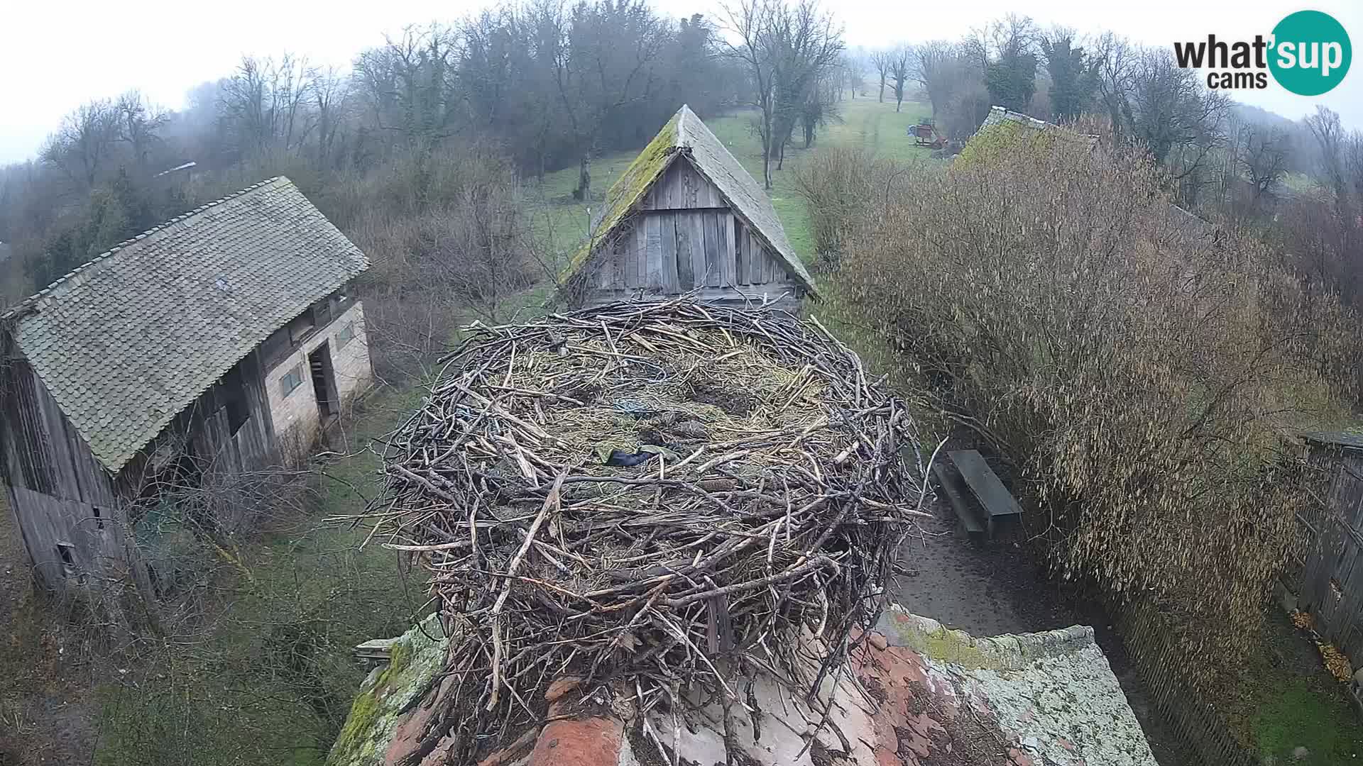 Evropska vas štorklje – Krajinski park Lonjsko polje spletna kamera