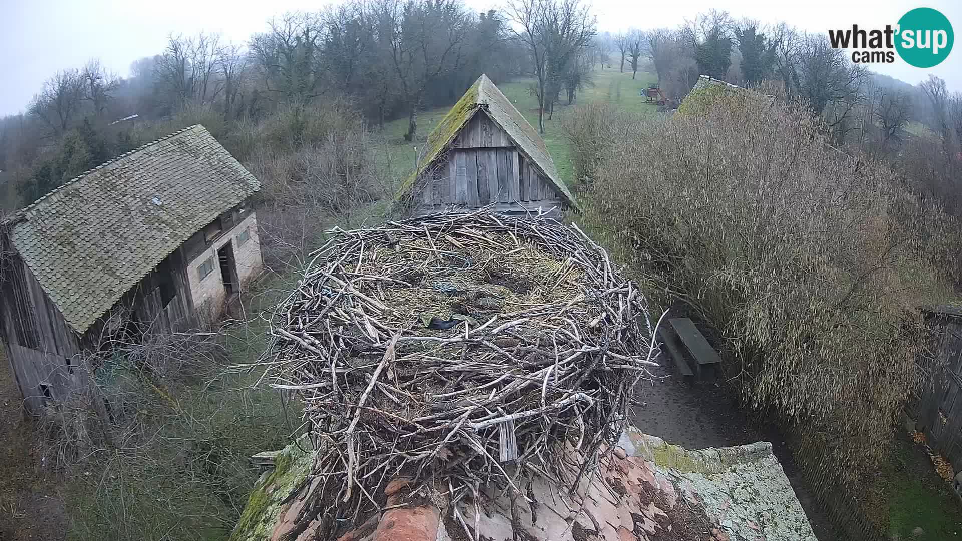 Pueblo europeo de cigüeñas camera en vivo Parque Natural Lonjsko polje