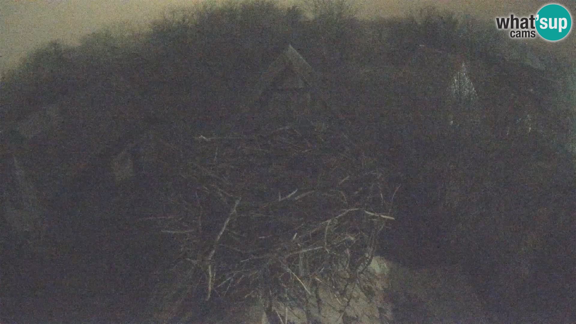 Villaggio delle cicogne europee webcam Parco naturale di Lonjsko polje