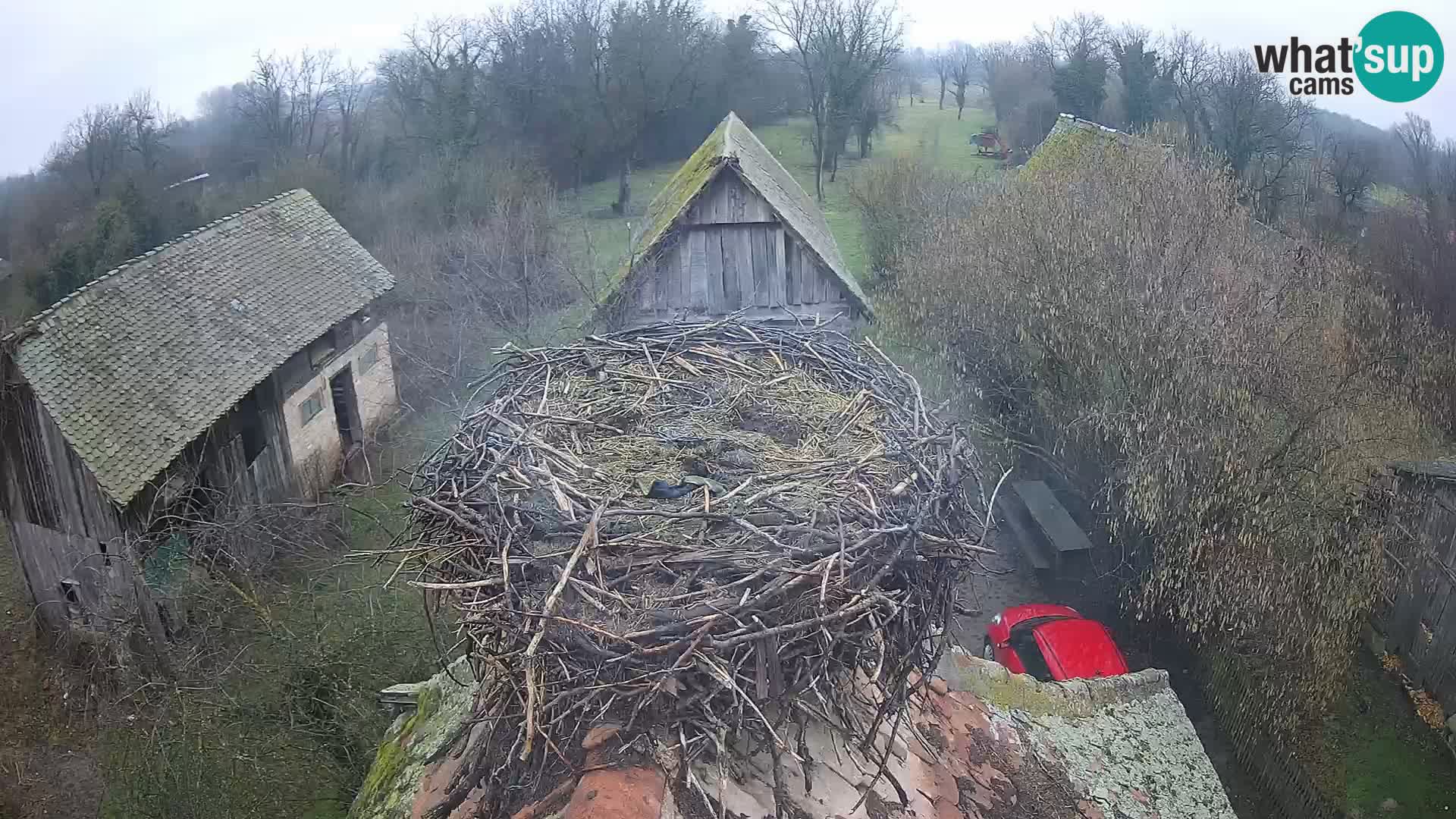 Live webcam European stork village – Lonjsko polje Nature Park