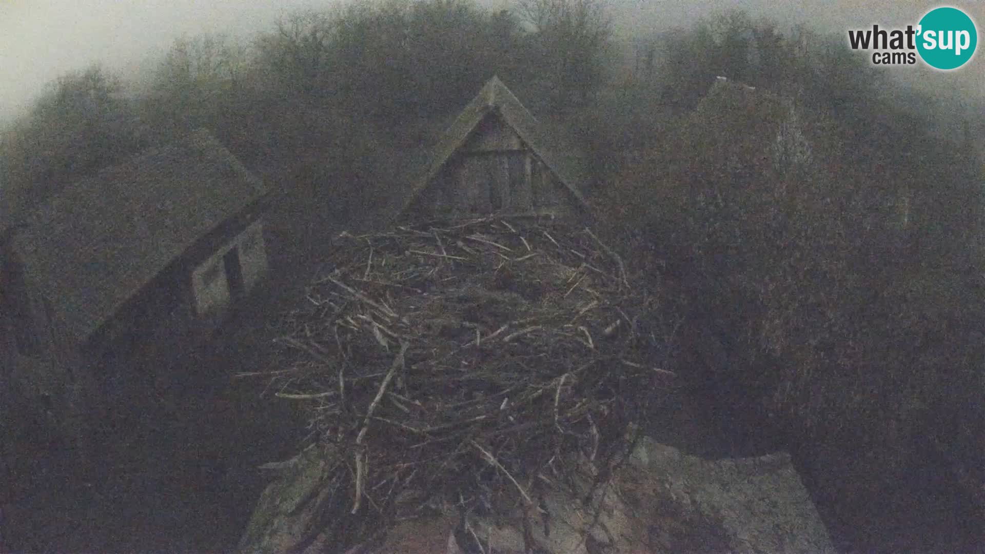 Live webcam European stork village – Lonjsko polje Nature Park