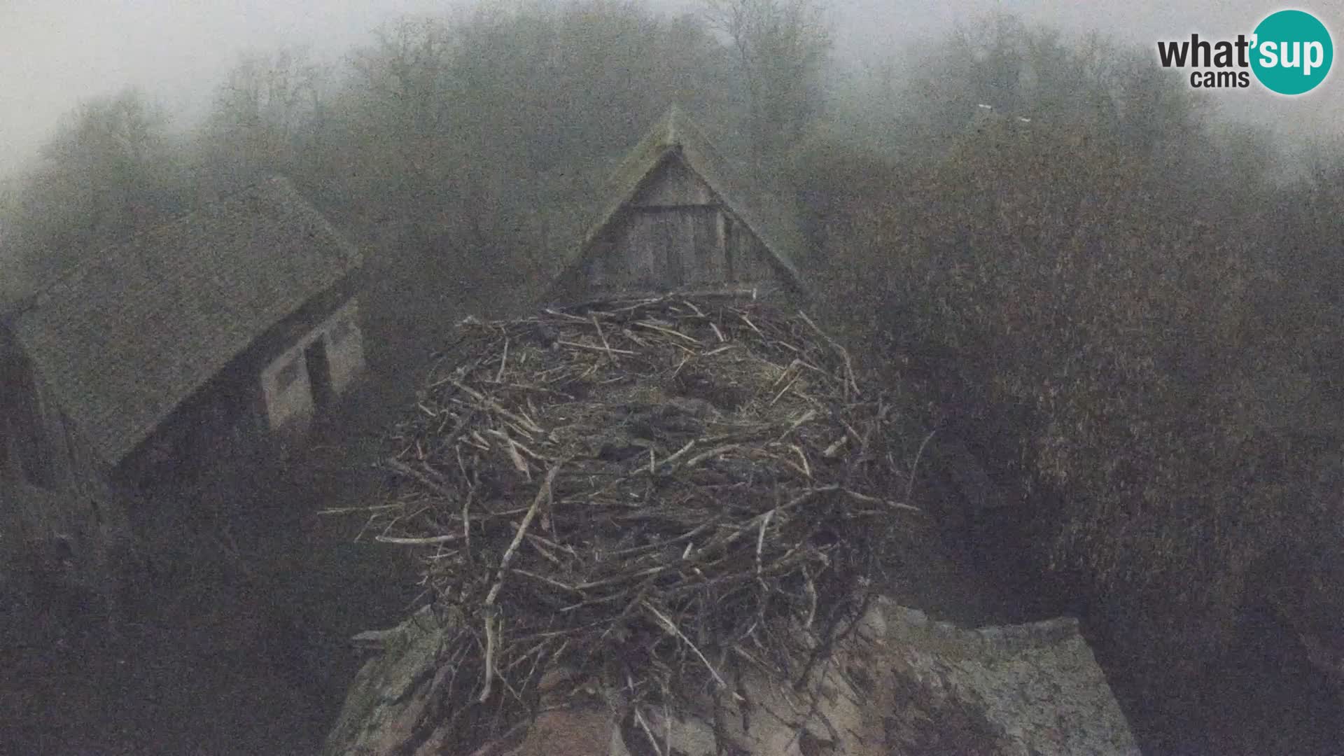Webcam Europäisches Storchendorf – Naturpark Lonjsko polje