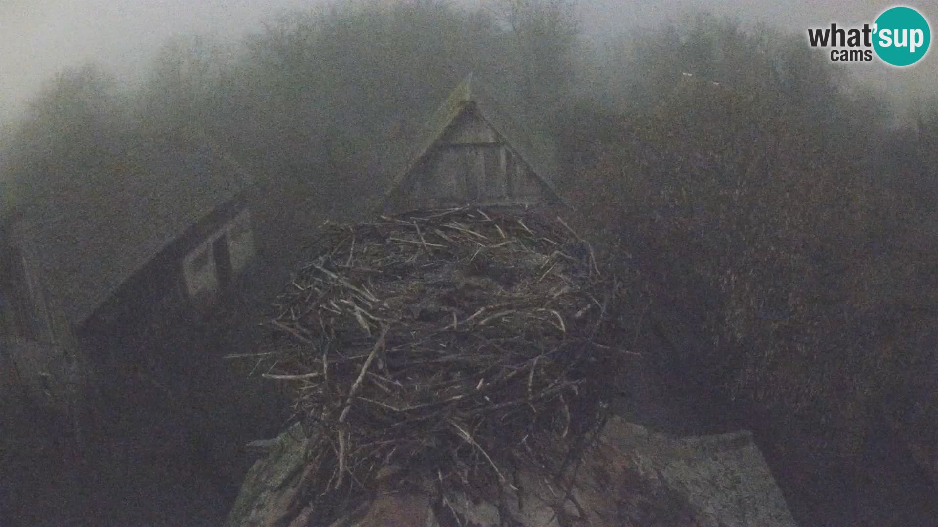 Webcam Europäisches Storchendorf – Naturpark Lonjsko polje