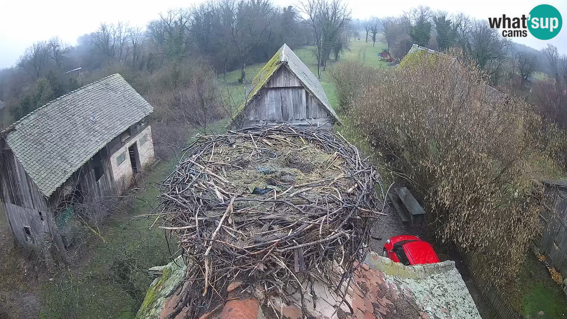 Village européen de cigognes webcam Parc naturel de Lonjsko polje