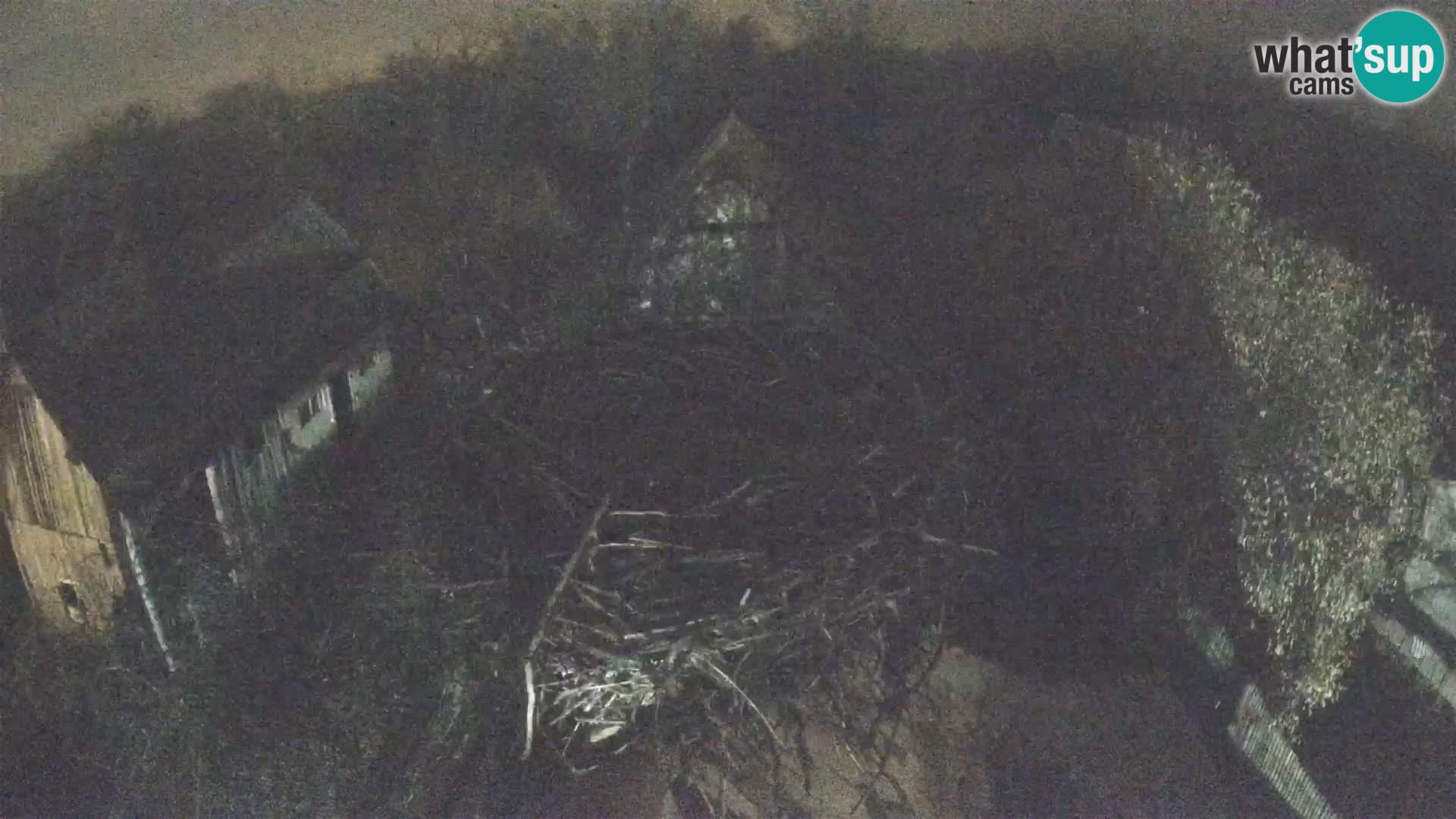 Pueblo europeo de cigüeñas camera en vivo Parque Natural Lonjsko polje