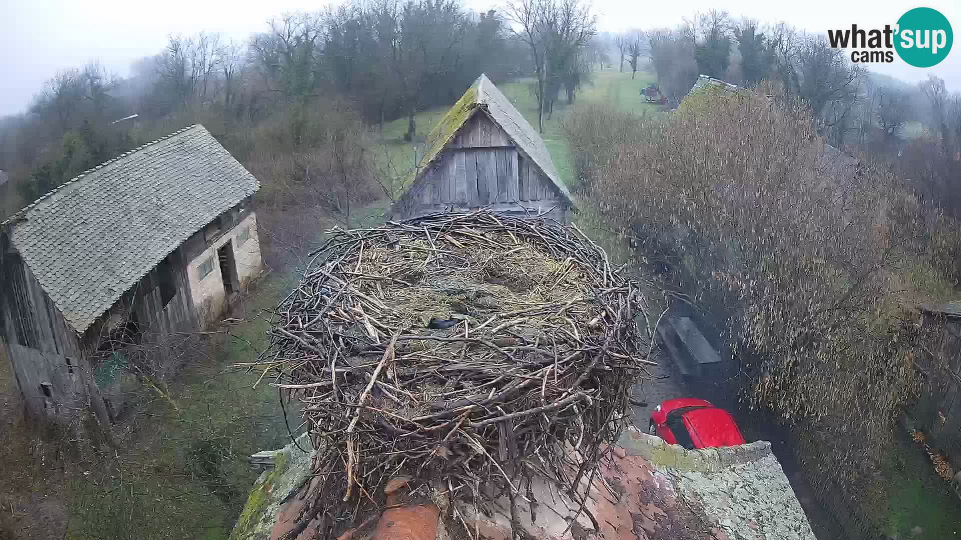 Evropska vas štorklje – Krajinski park Lonjsko polje spletna kamera