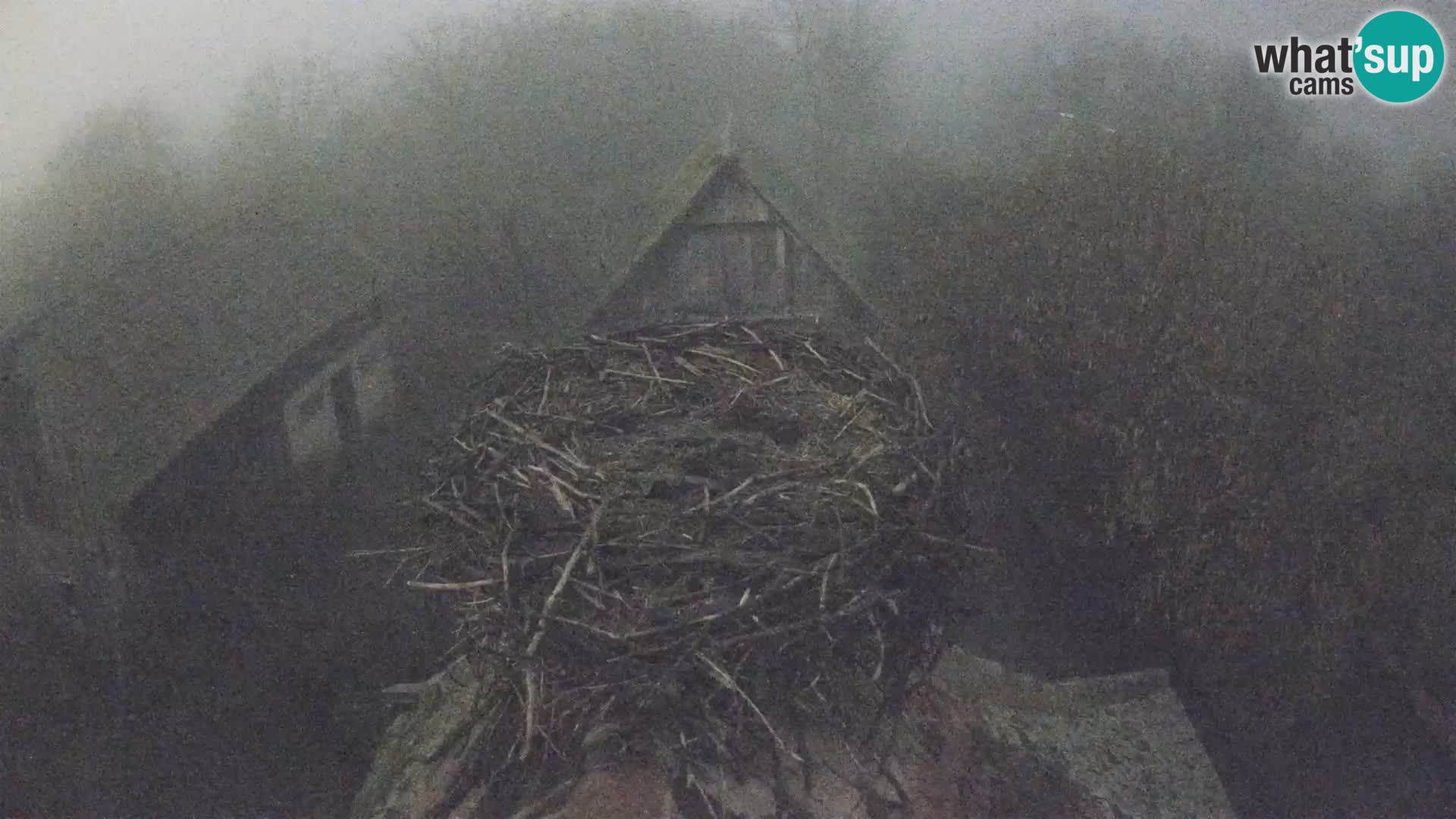 Pueblo europeo de cigüeñas camera en vivo Parque Natural Lonjsko polje