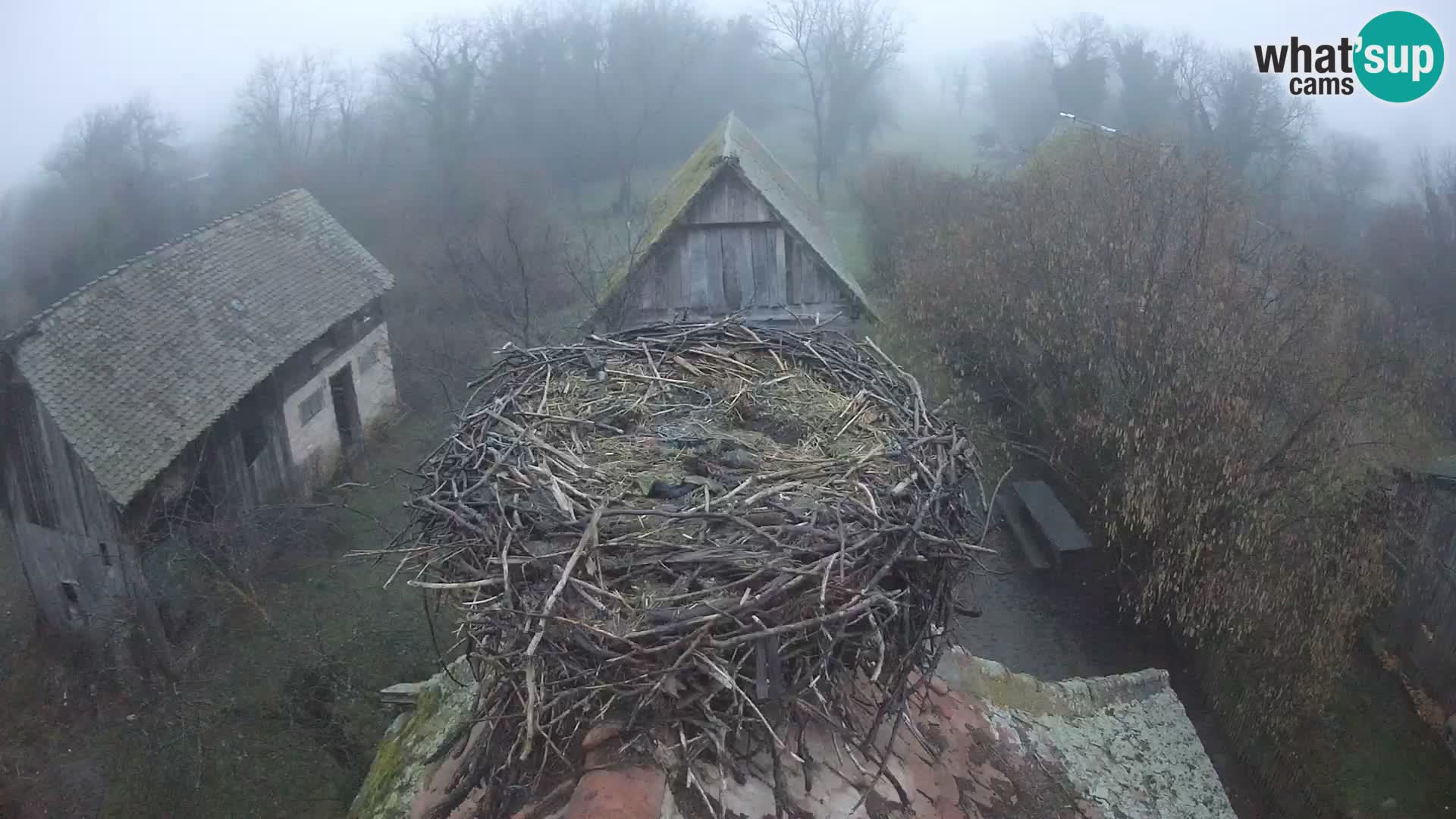 Village européen de cigognes webcam Parc naturel de Lonjsko polje