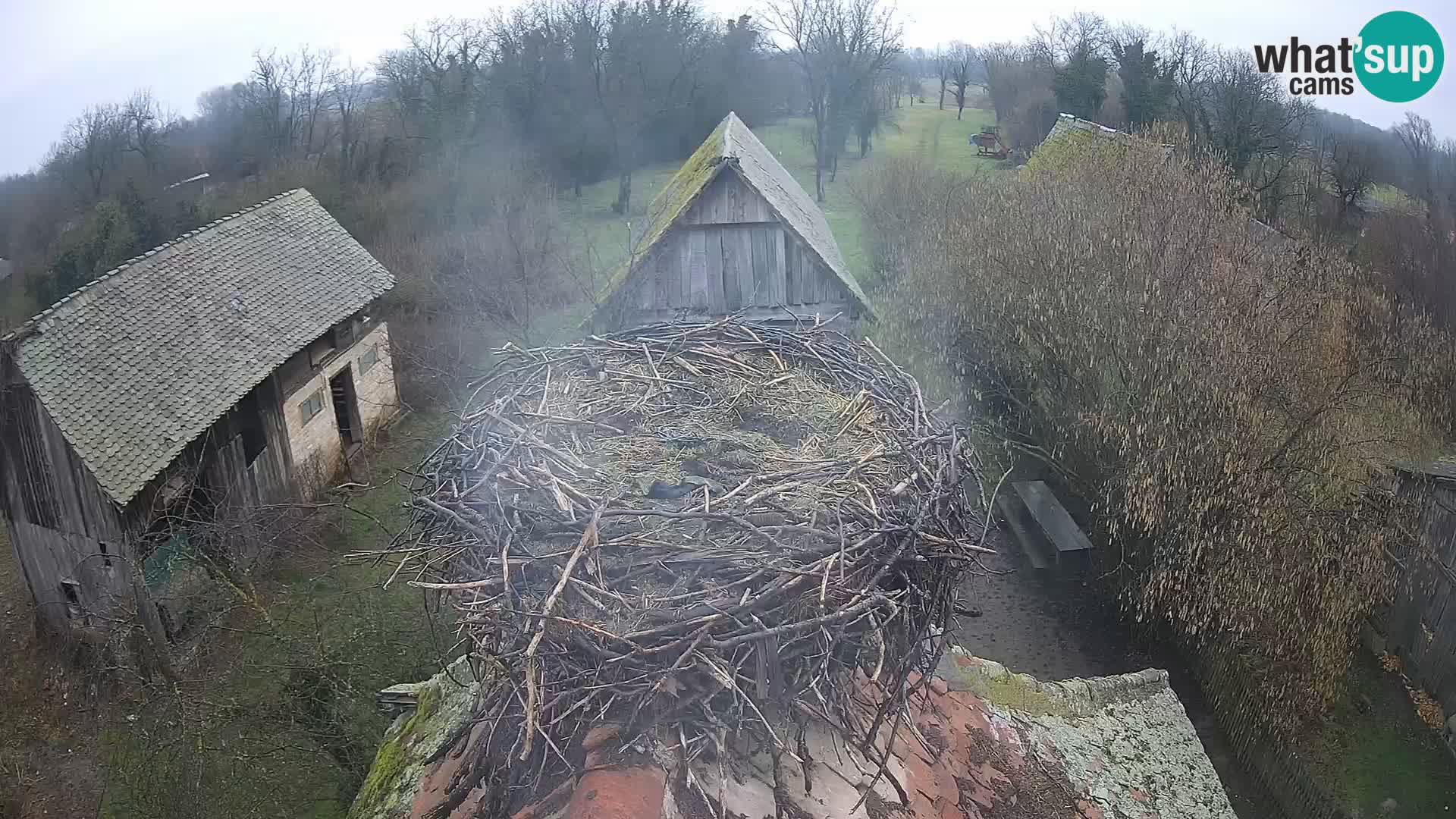 Villaggio delle cicogne europee webcam Parco naturale di Lonjsko polje