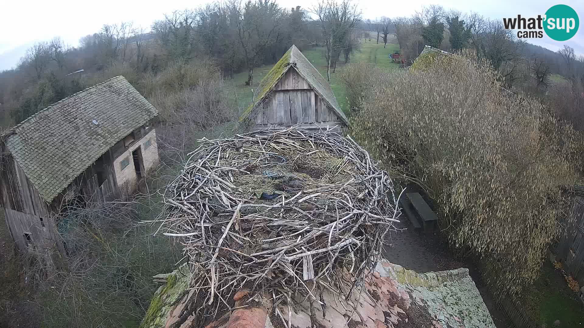 U živo Europsko selo roda – Park prirode Lonjsko polje