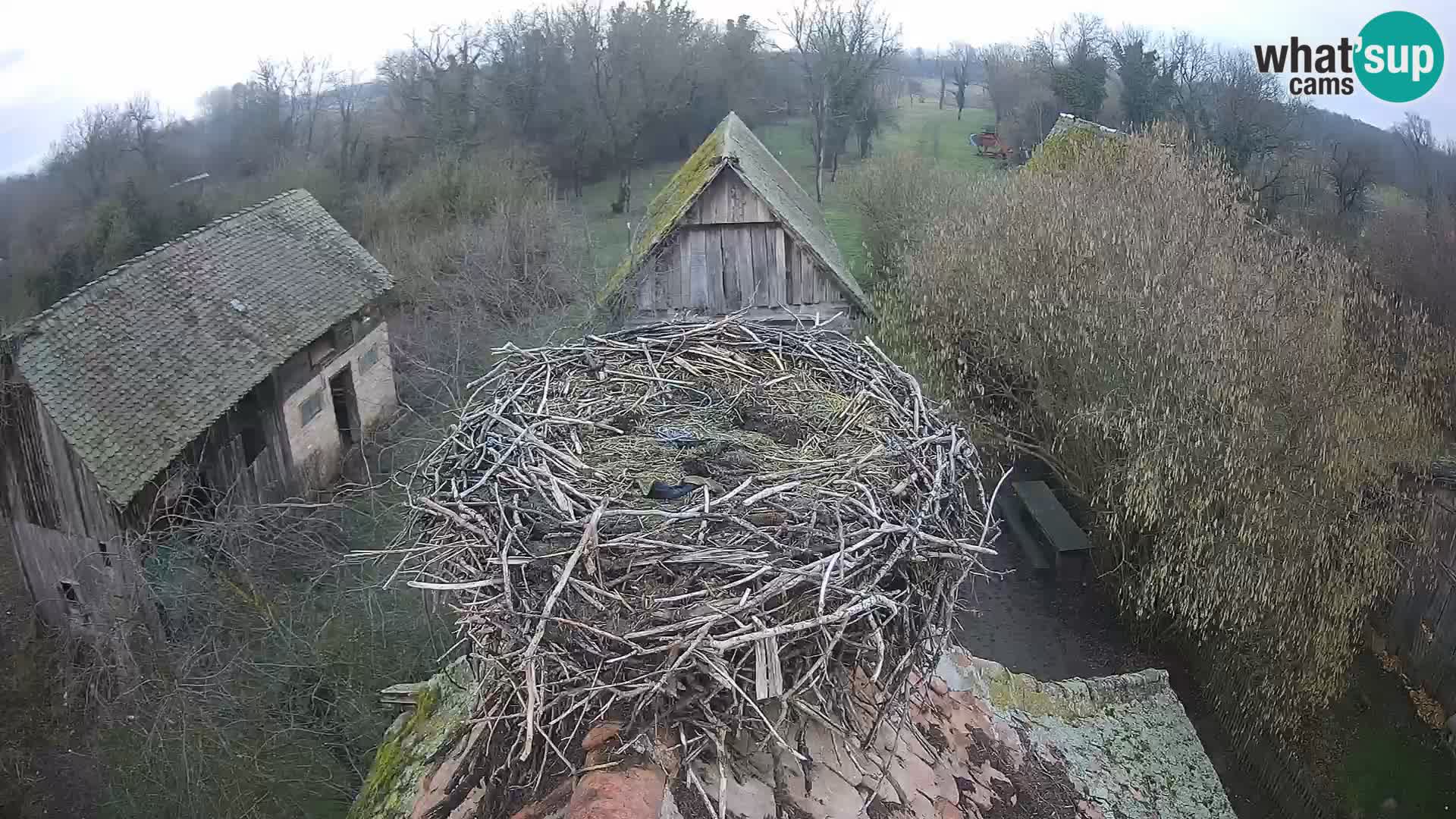 Villaggio delle cicogne europee webcam Parco naturale di Lonjsko polje
