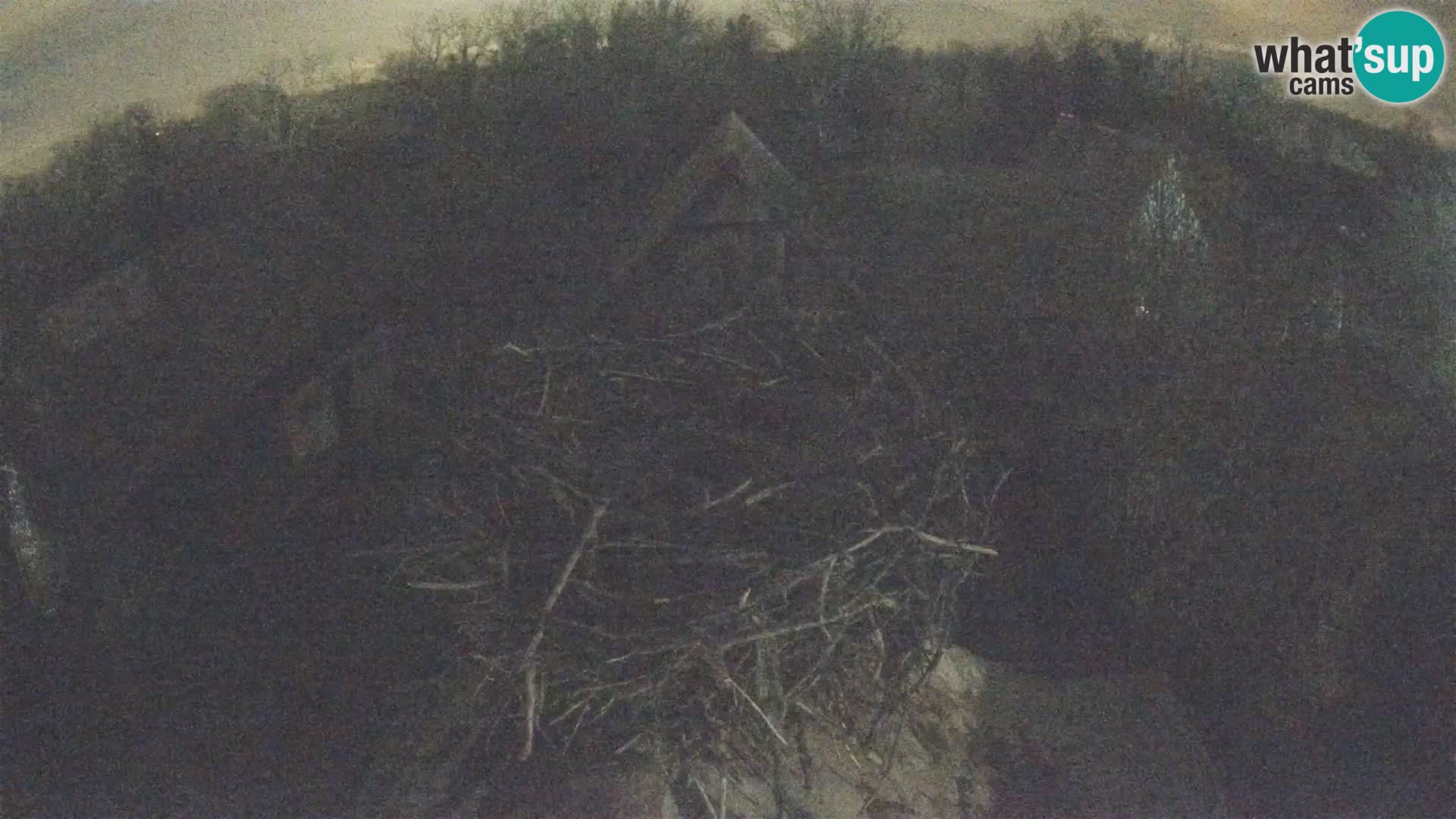 Villaggio delle cicogne europee webcam Parco naturale di Lonjsko polje