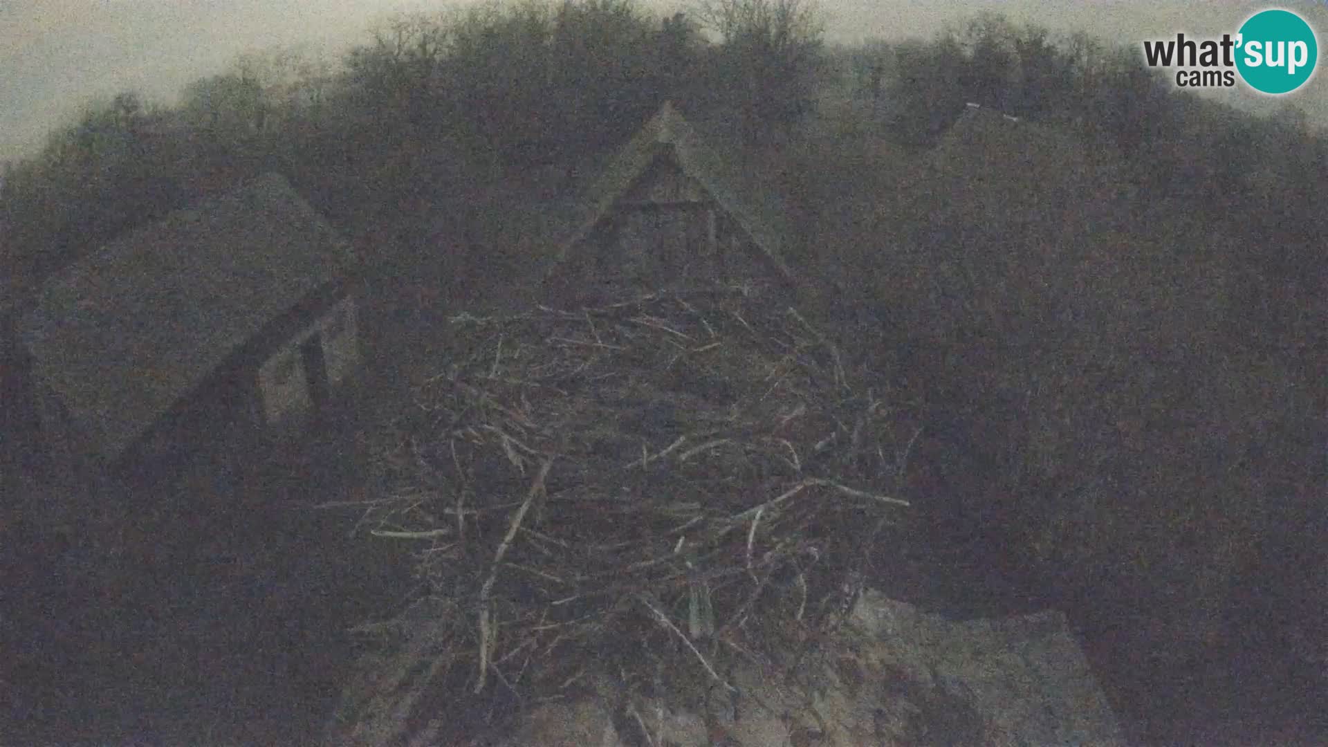 Village européen de cigognes webcam Parc naturel de Lonjsko polje